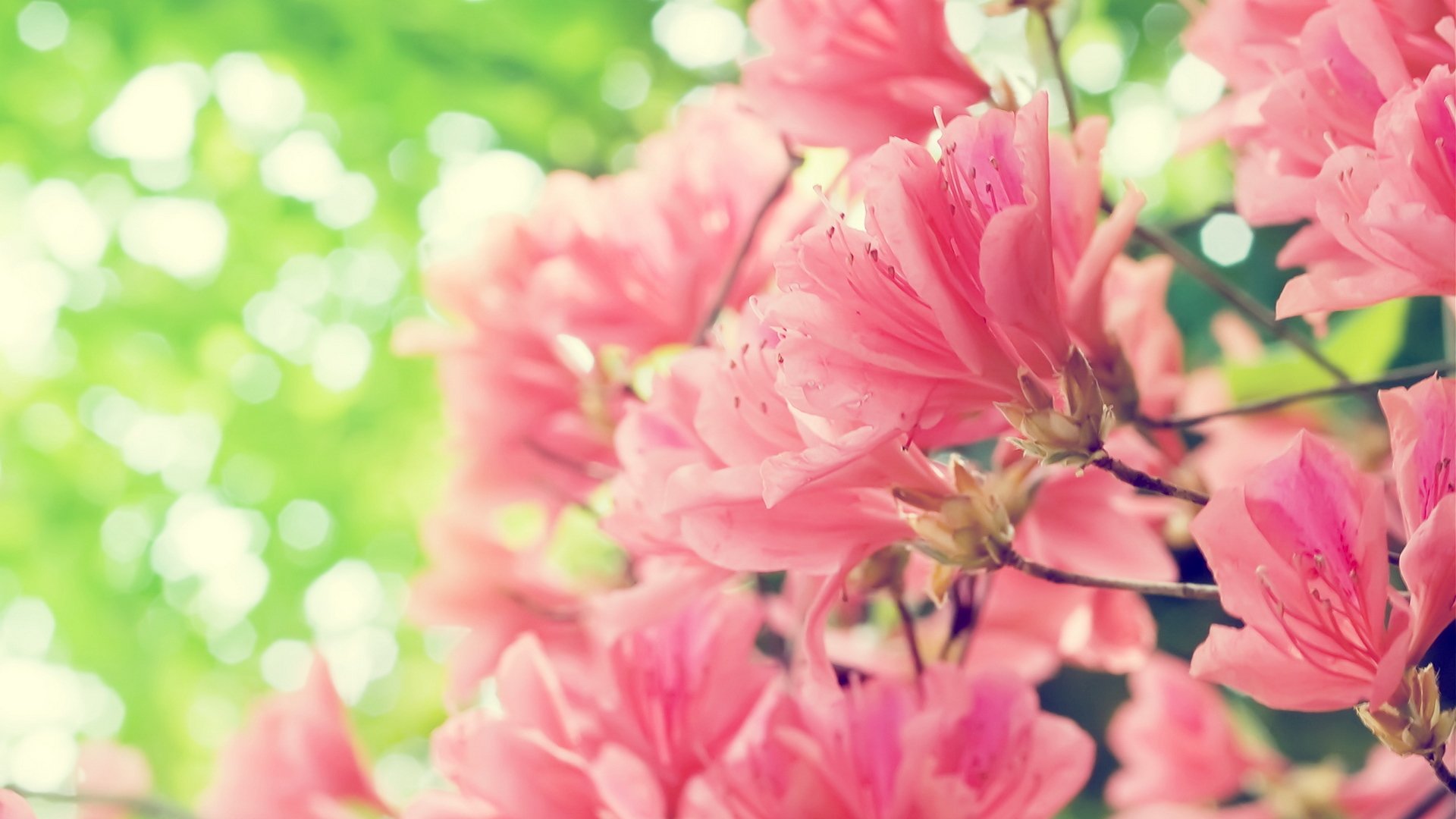 rose fleurs printemps