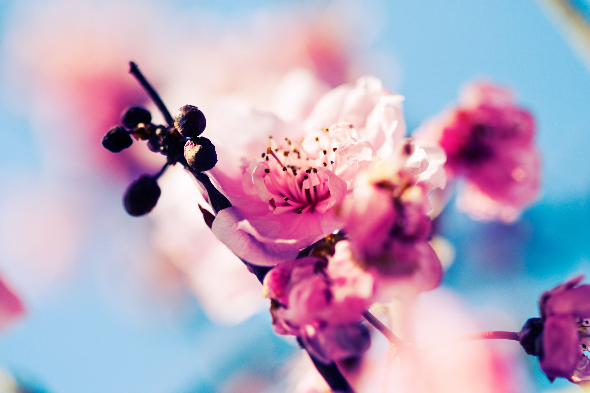 kirsche sakura blüte blumen knospen rosa zweig frühling natur makro