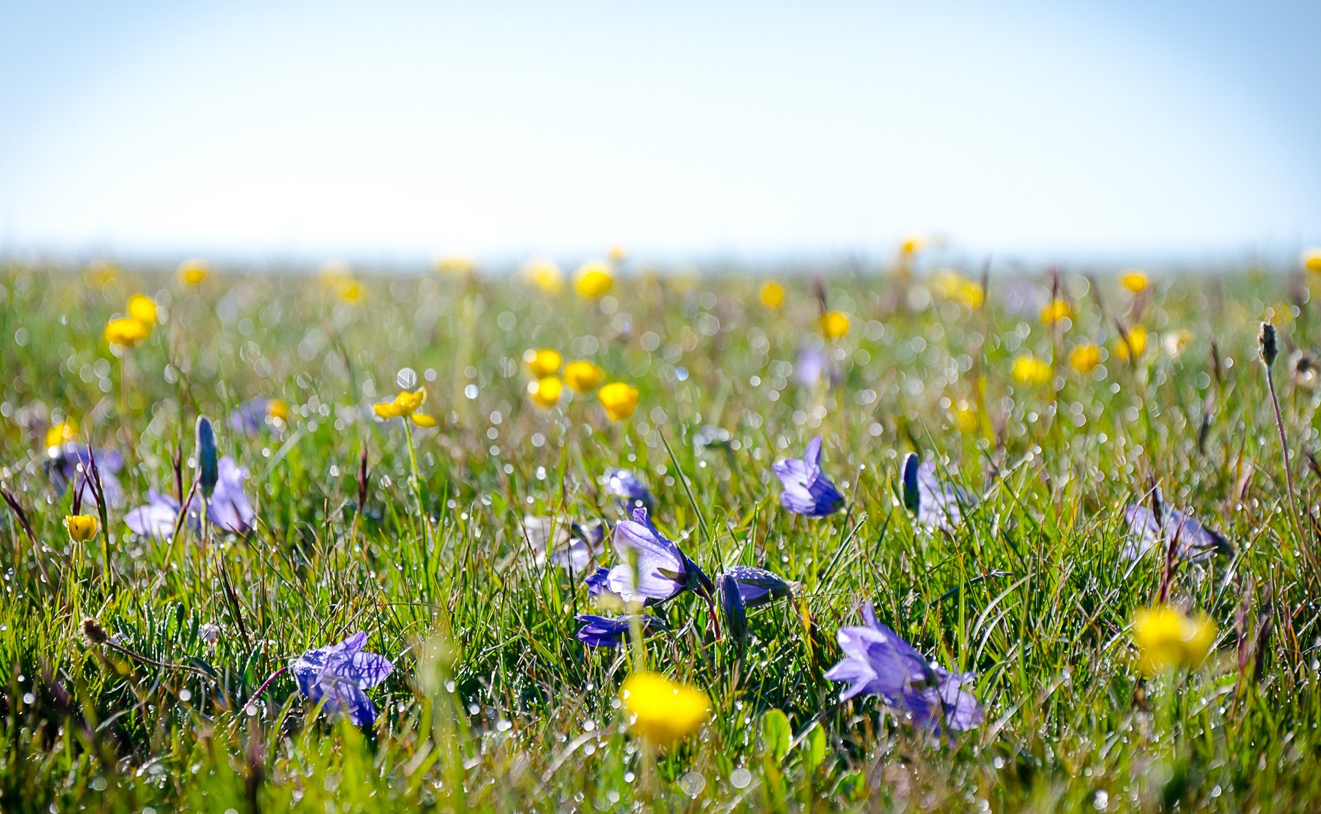 alpine wiese feld tau gras blumen