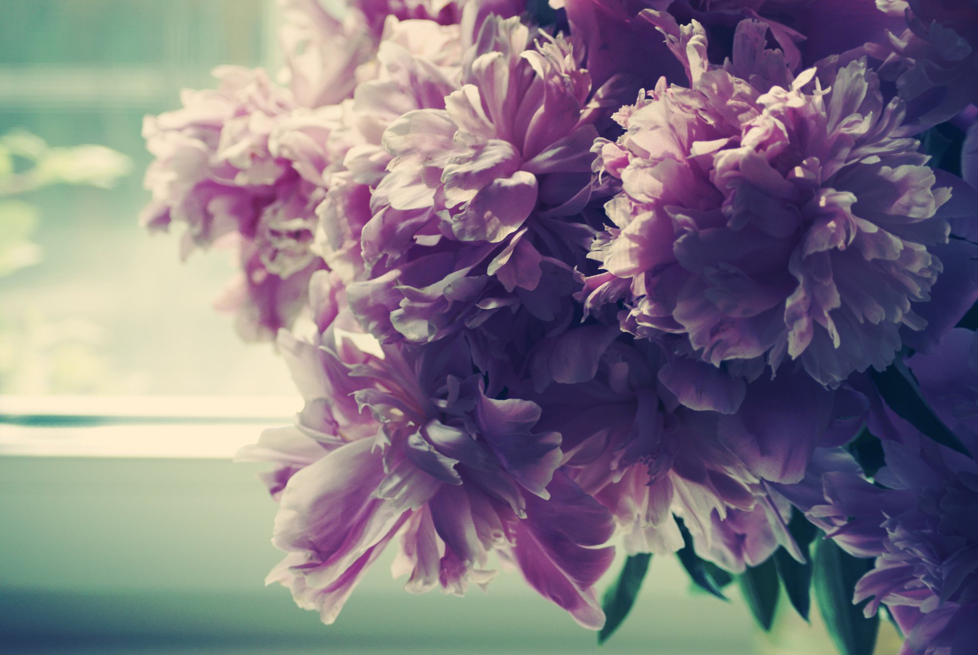 pivoines bourgeon pétales matin fenêtre