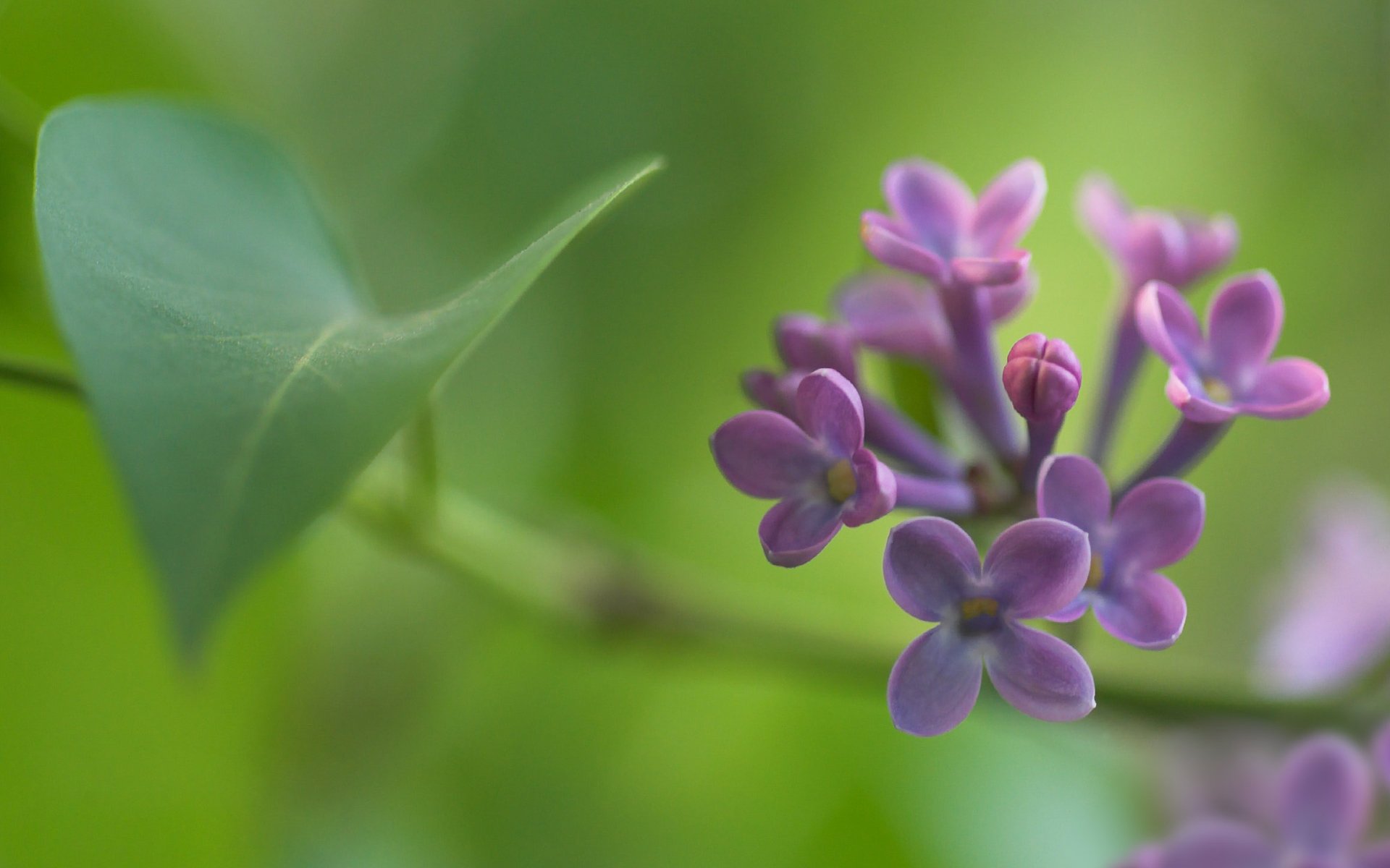 lilas fleurs bourgeon brindille branche feuille mise au point flou printemps macro