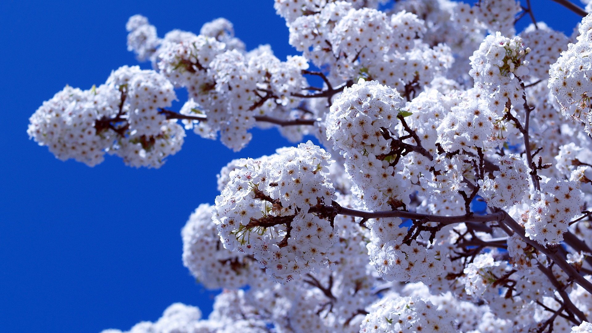 primavera fioritura ramo cielo