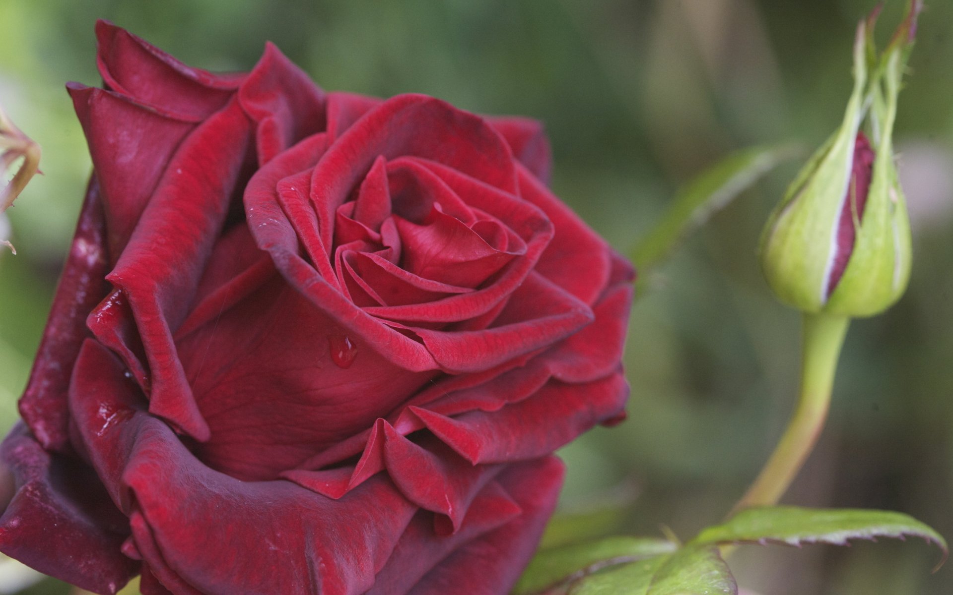 red rose petals drops rosa bud close up