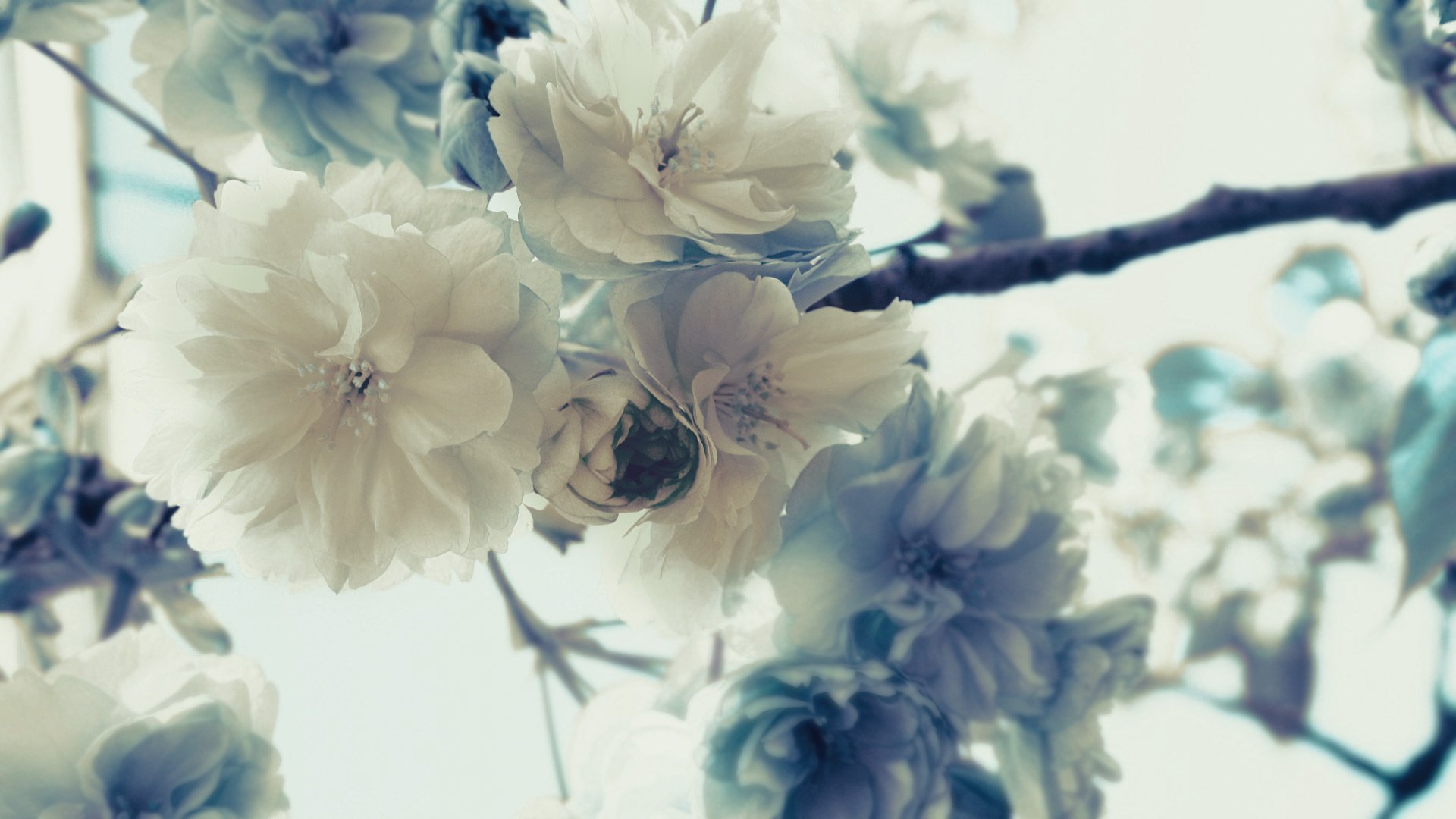 blumen sakura blütenblätter zweige knospen baum makro natur pflanze