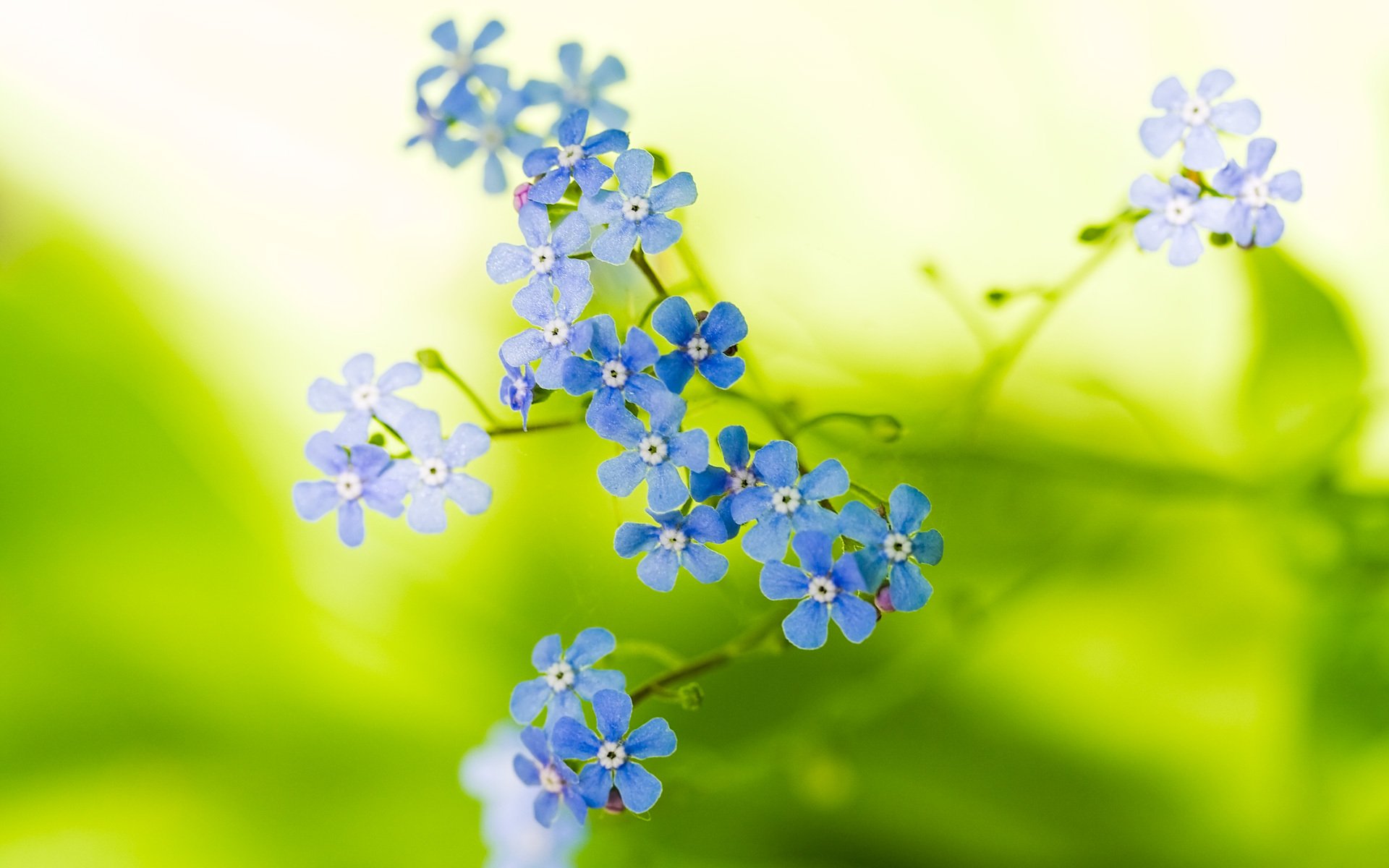 nature fleurs gros plan plante