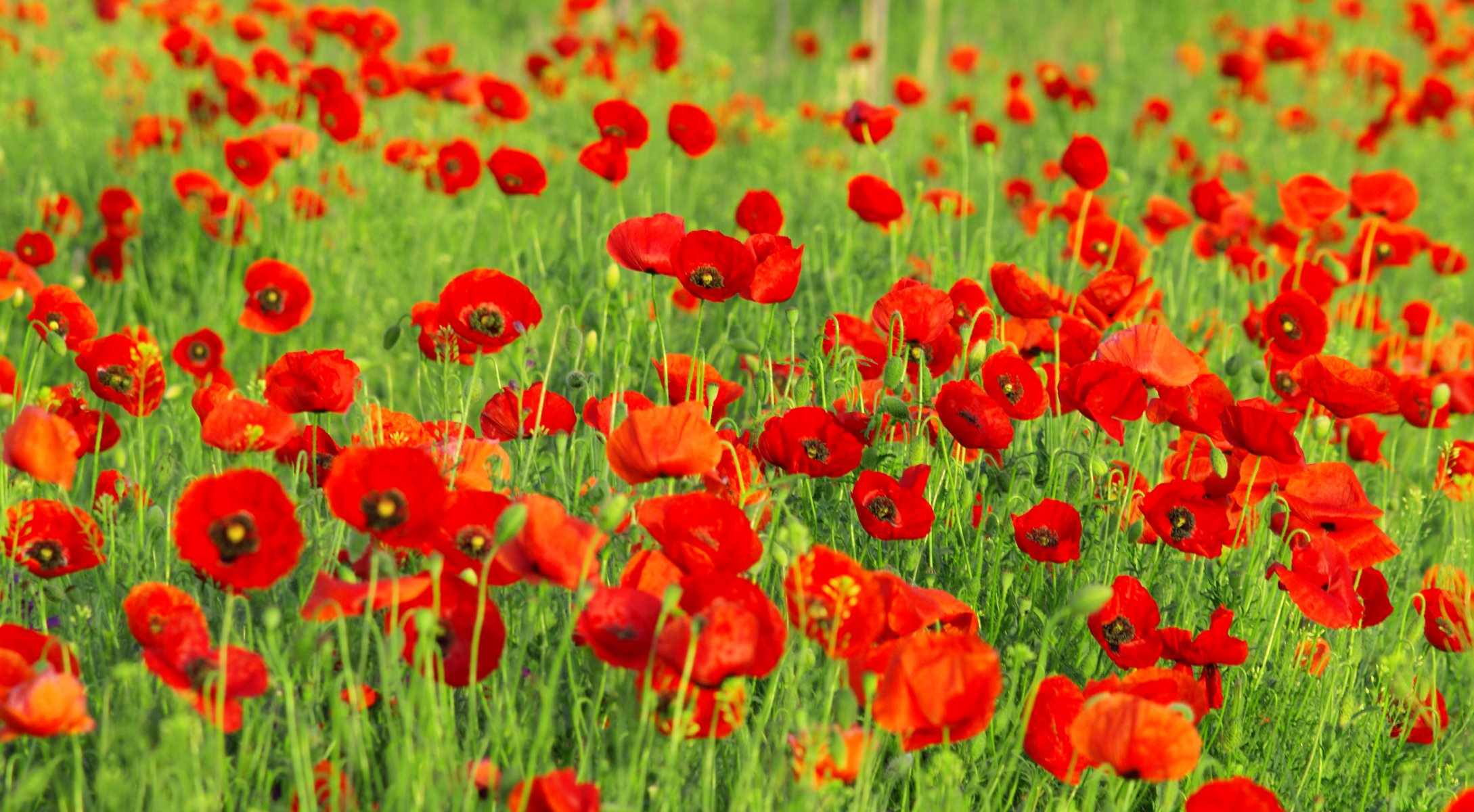 papaveri boccioli petali rossi fiori erba verdi campo radura natura