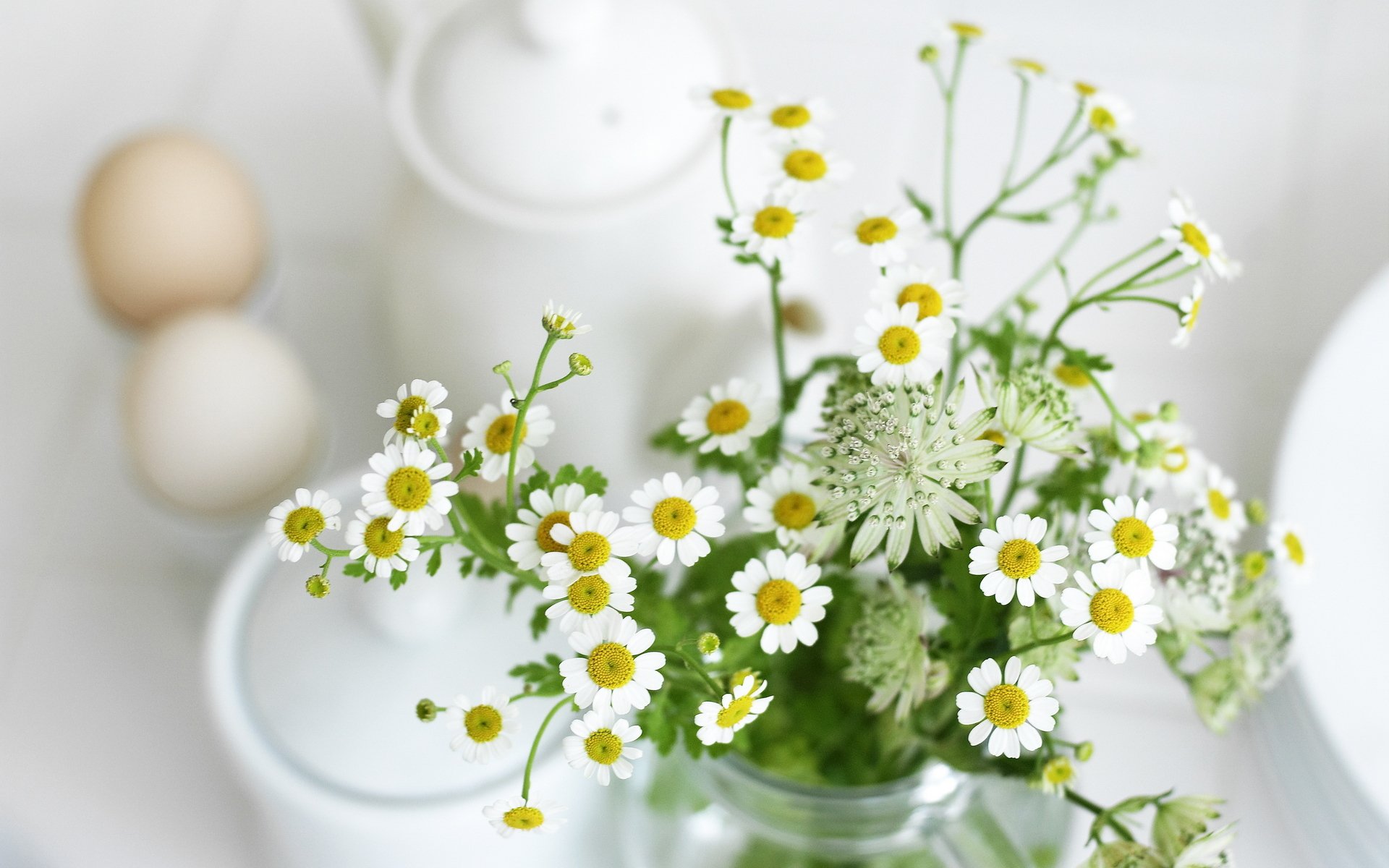 flower plants chamomile leaves white