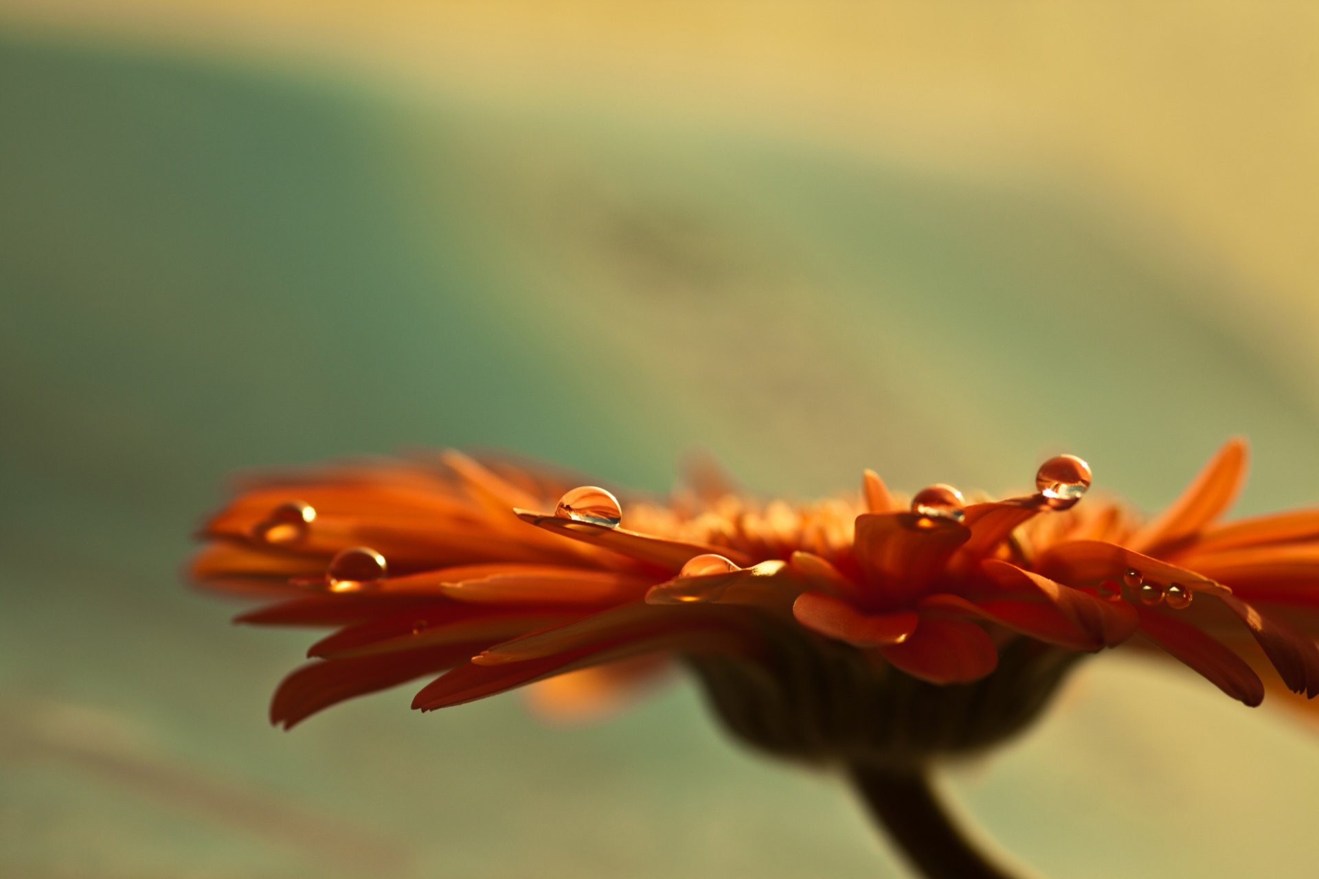 flowers macro gerbera bud petals focus stem drops water