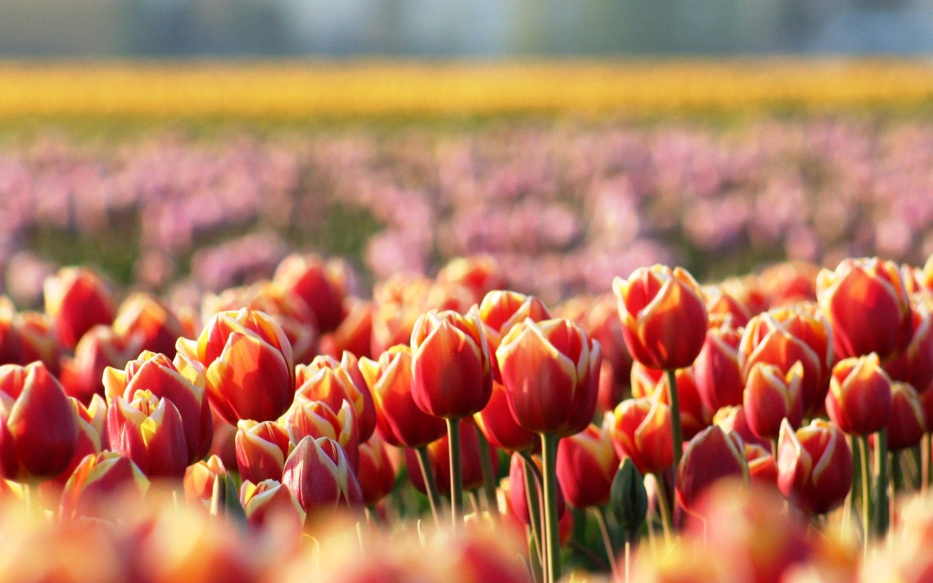 tulipes fleurs rouge clairière printemps flou