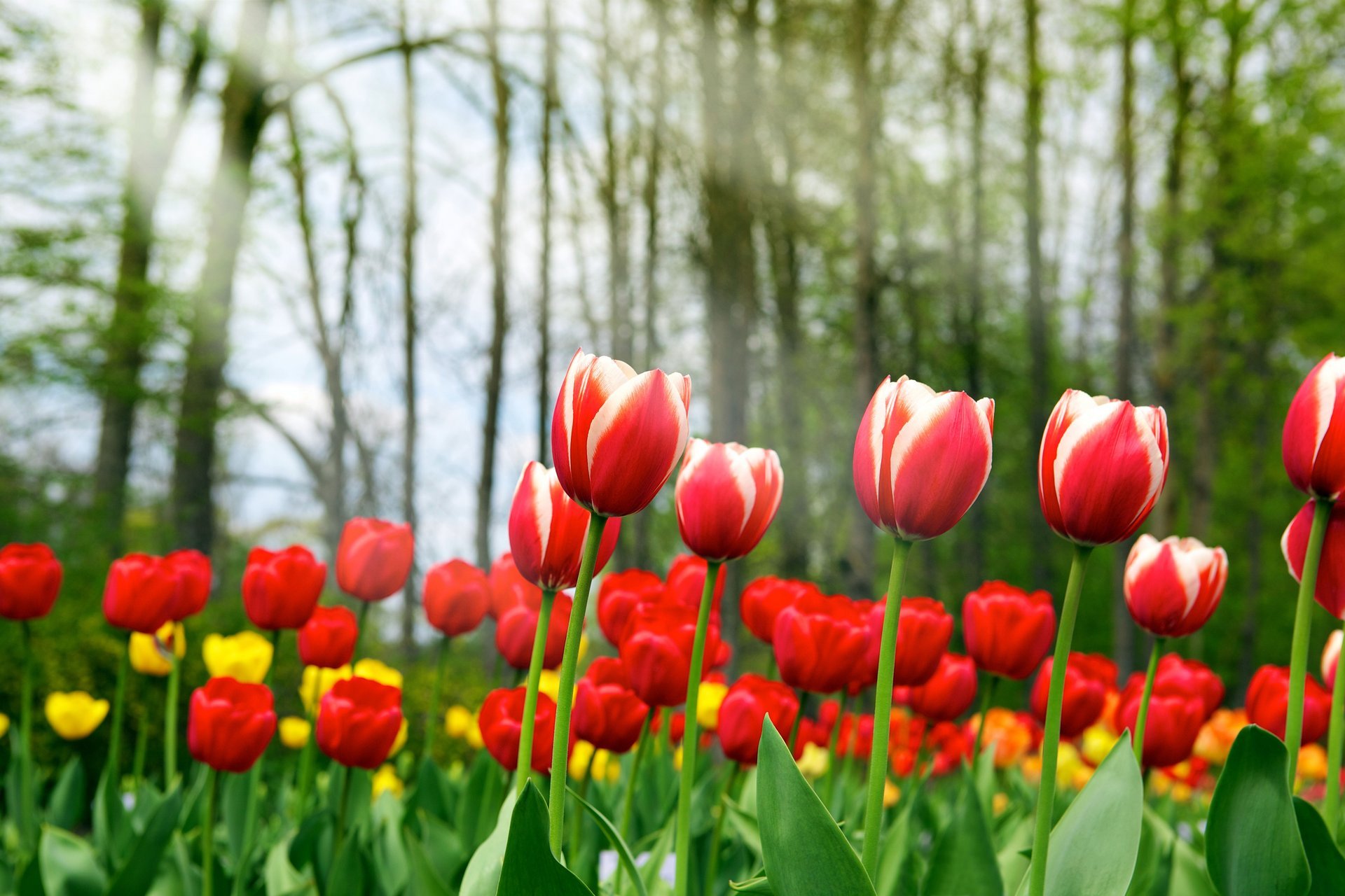 printemps de tulipes printemps tulipes rouges beauté