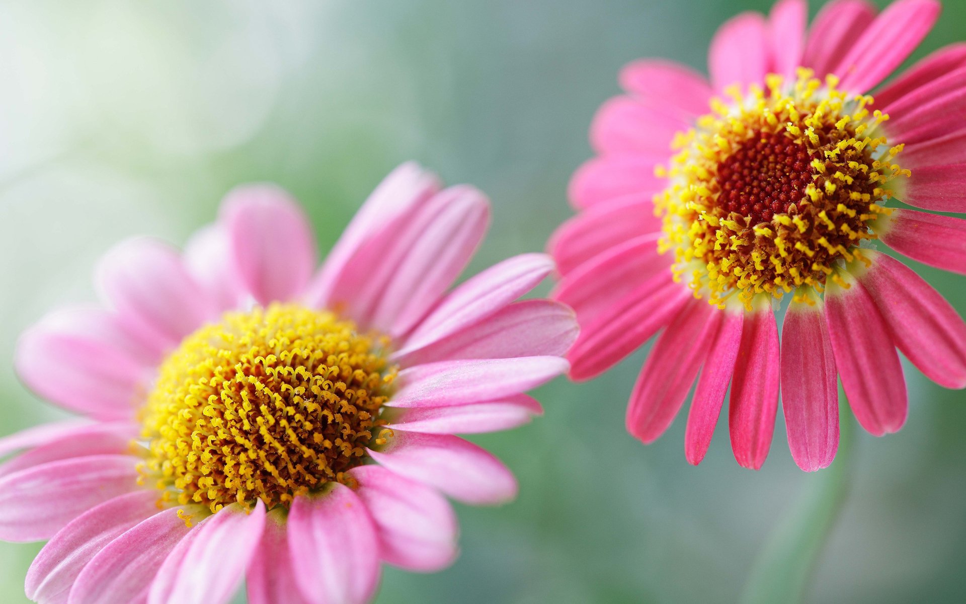 fiori fiori fiore fiori fiore piante rosa delicato tenerezza estate mattina bellezza