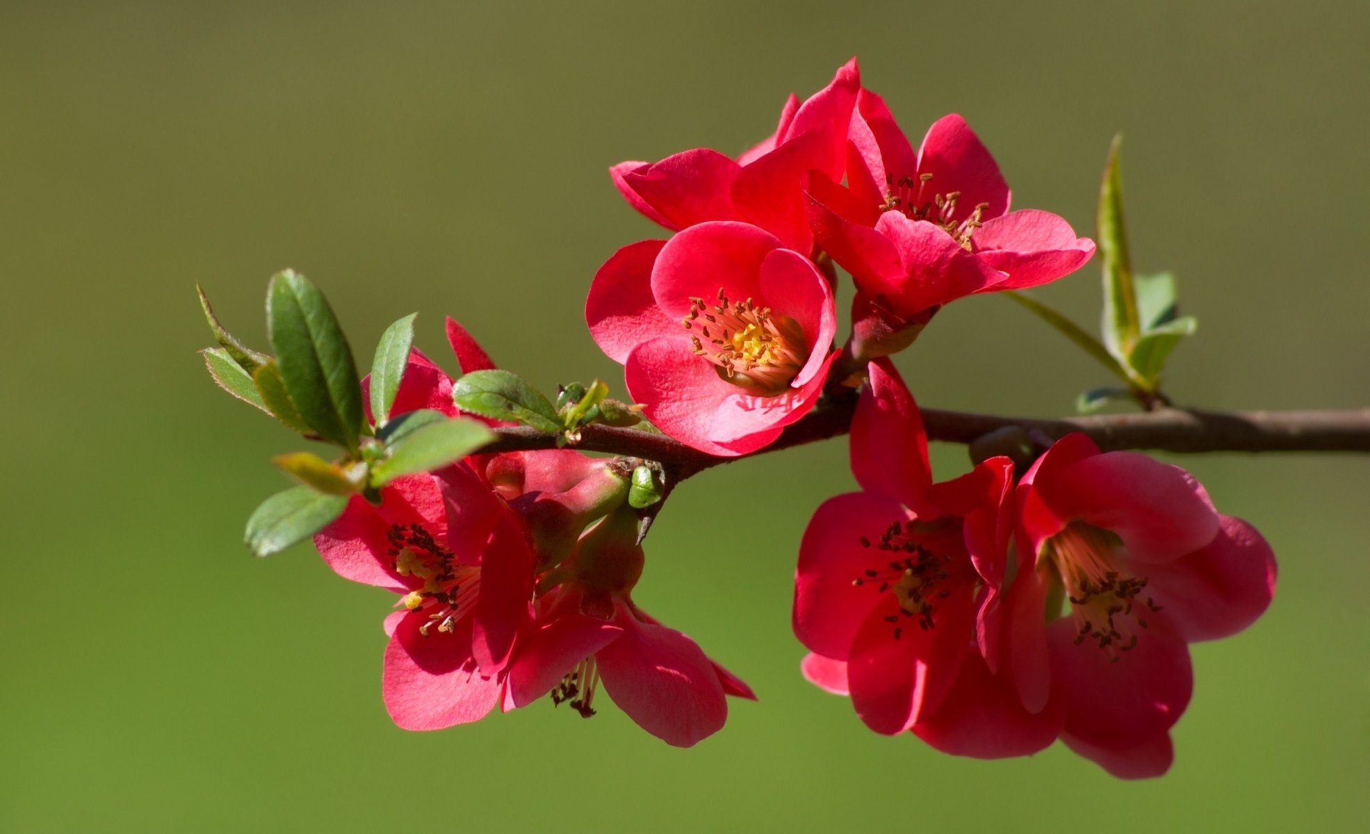 zweig blumen blüte quitte knospen frühling natur