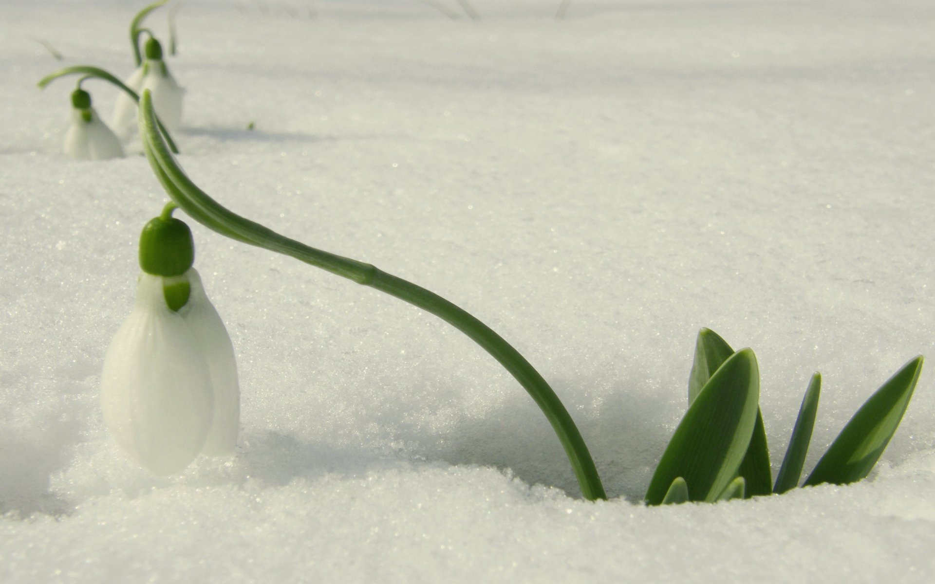 nowdrop white primrose flower snow light spring flowers macro