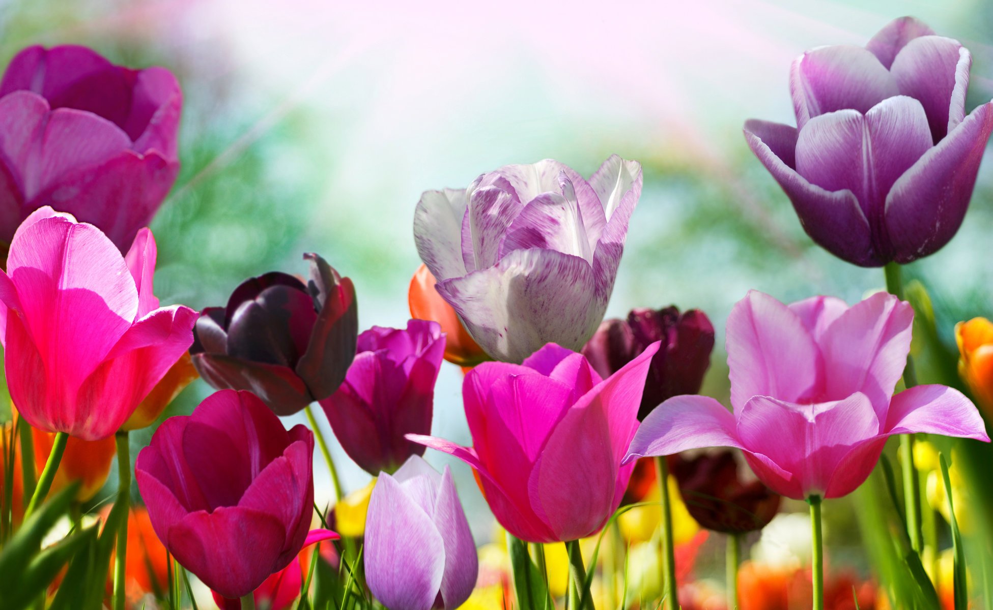 tulpen tulpe blumen blume farben blütenblätter frühling natur