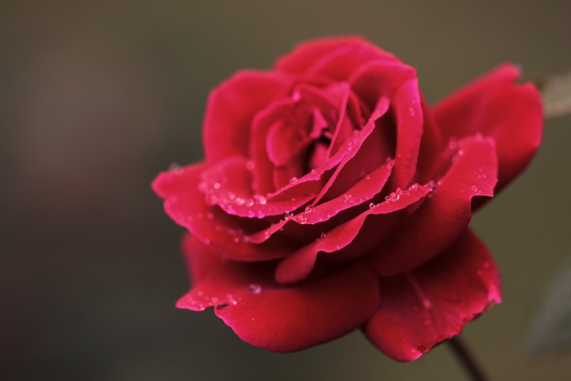 rosa rojo flor pétalos rocío gotas macro