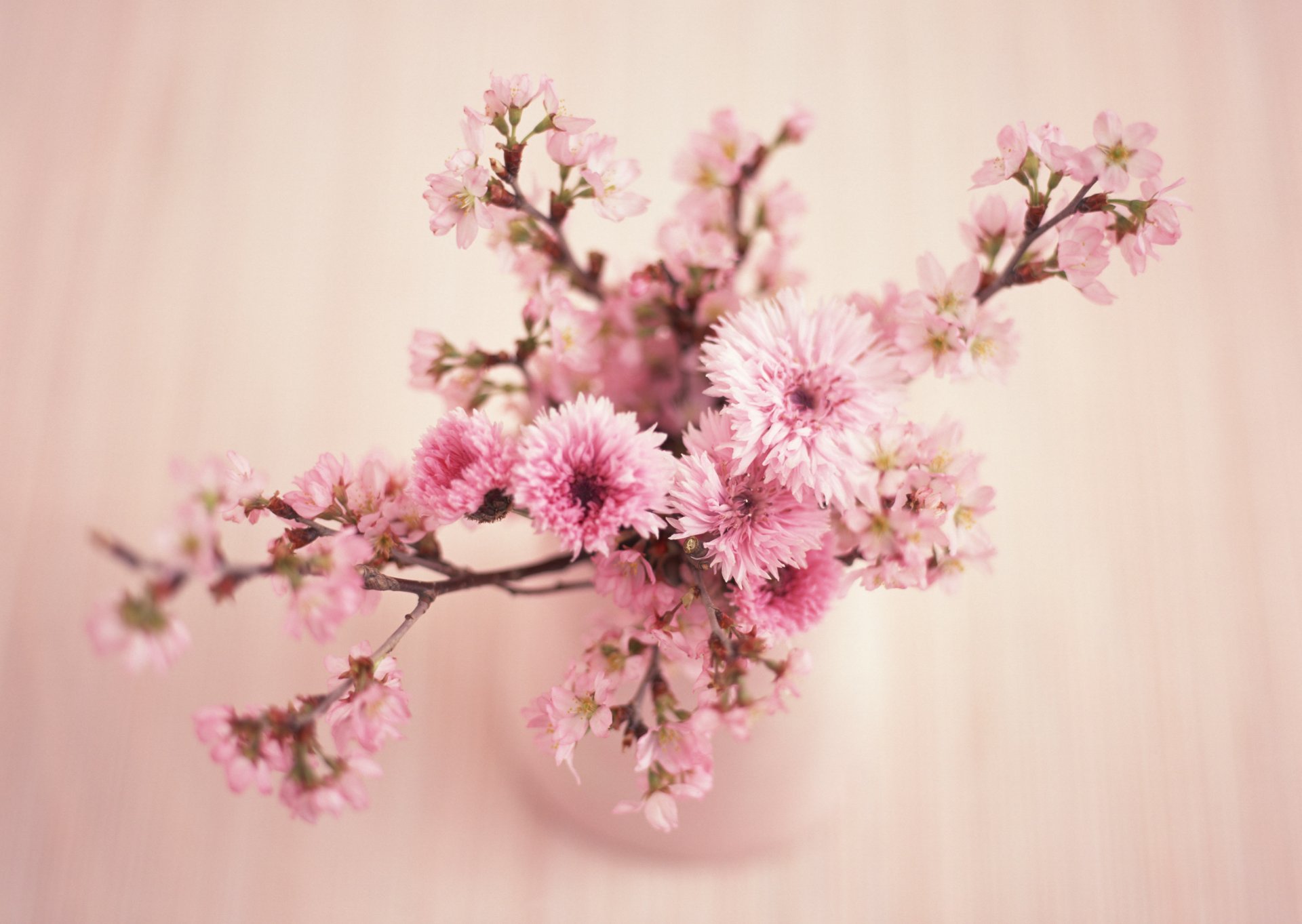 beauty flowers pink flower