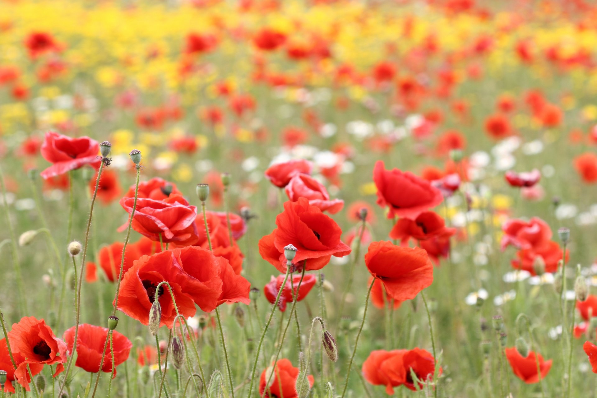 amapolas flores brotes pétalos rojo campo naturaleza