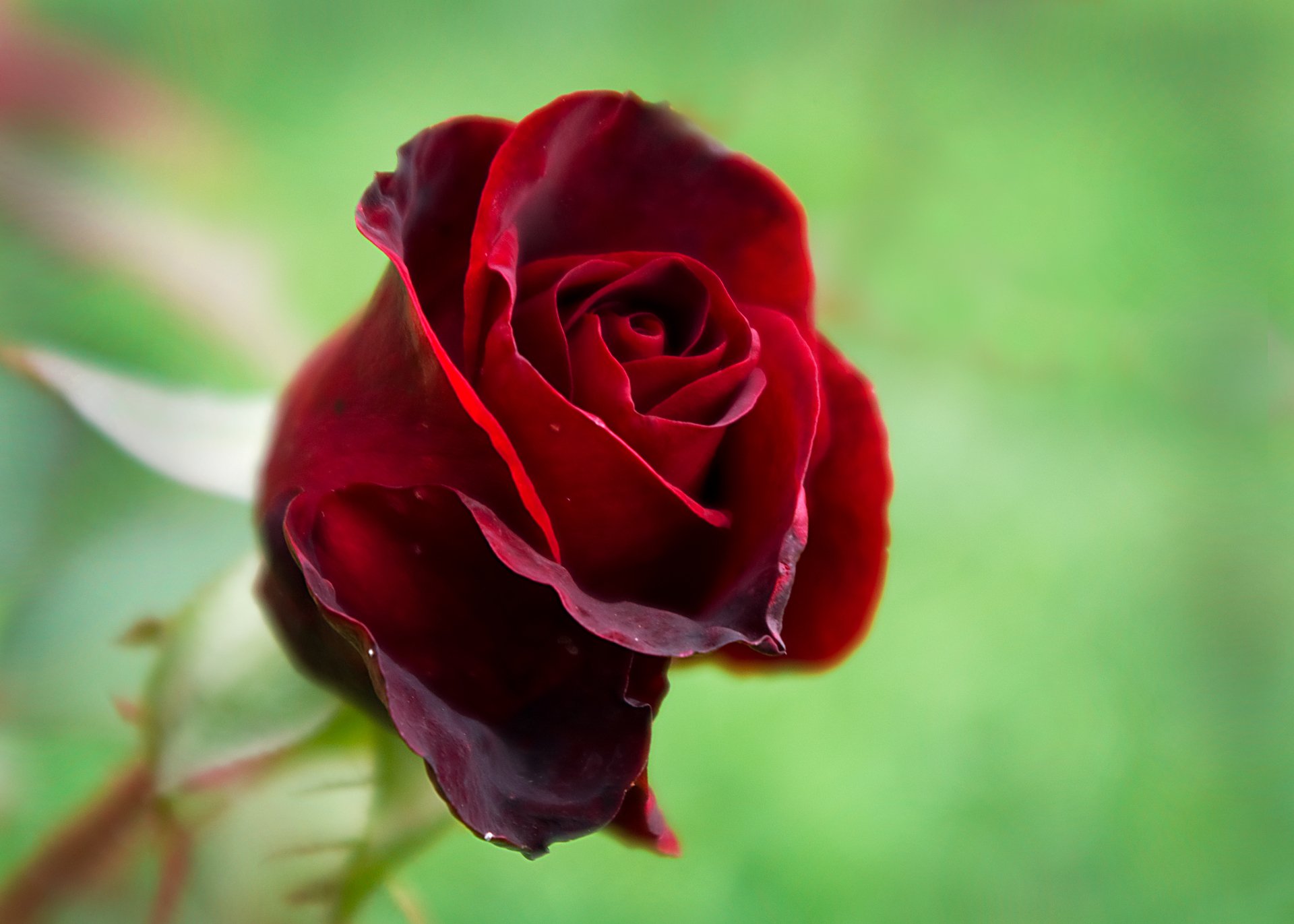 rose natur flora schönheit rot