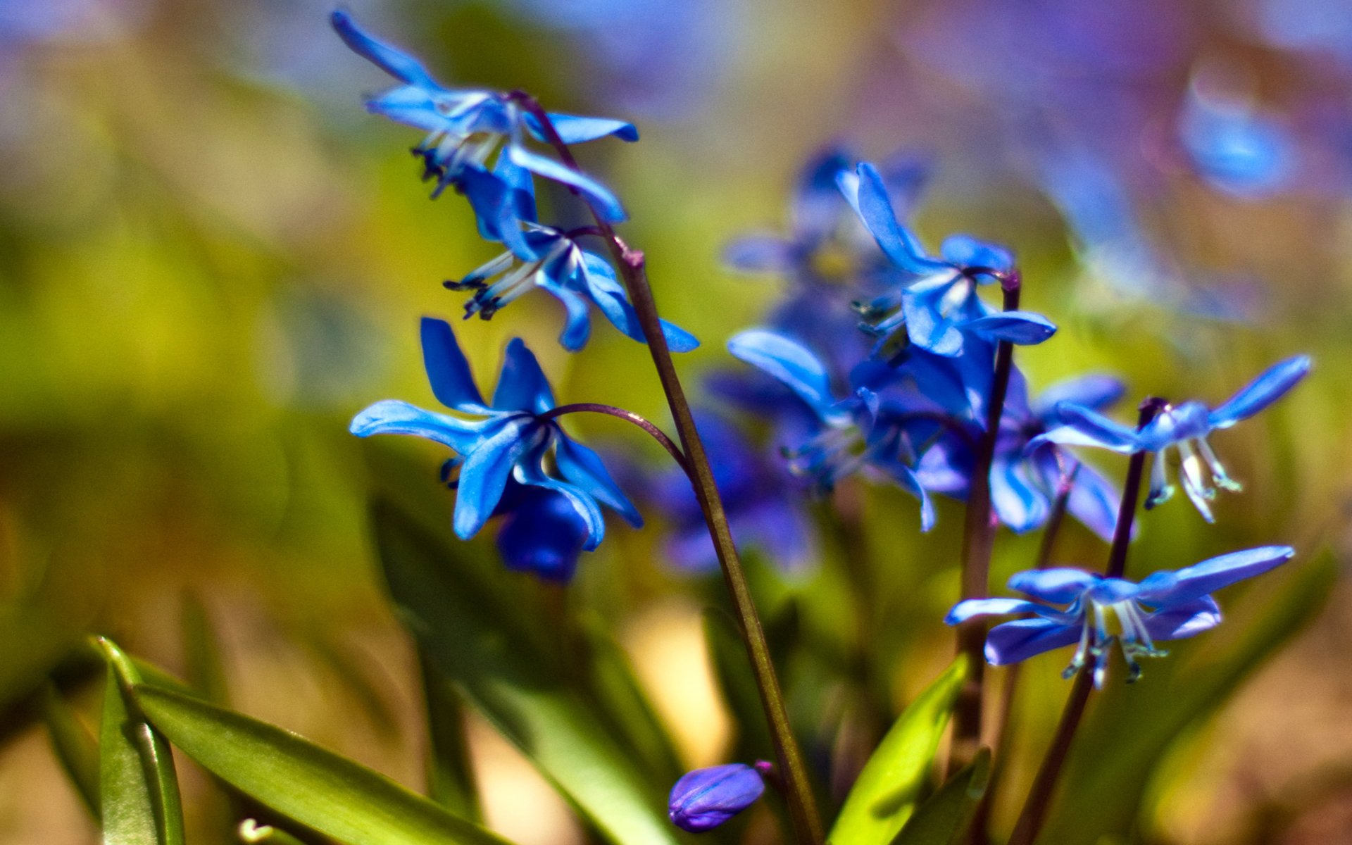 cilla proleski snowdrops flower blue primrose spring close up