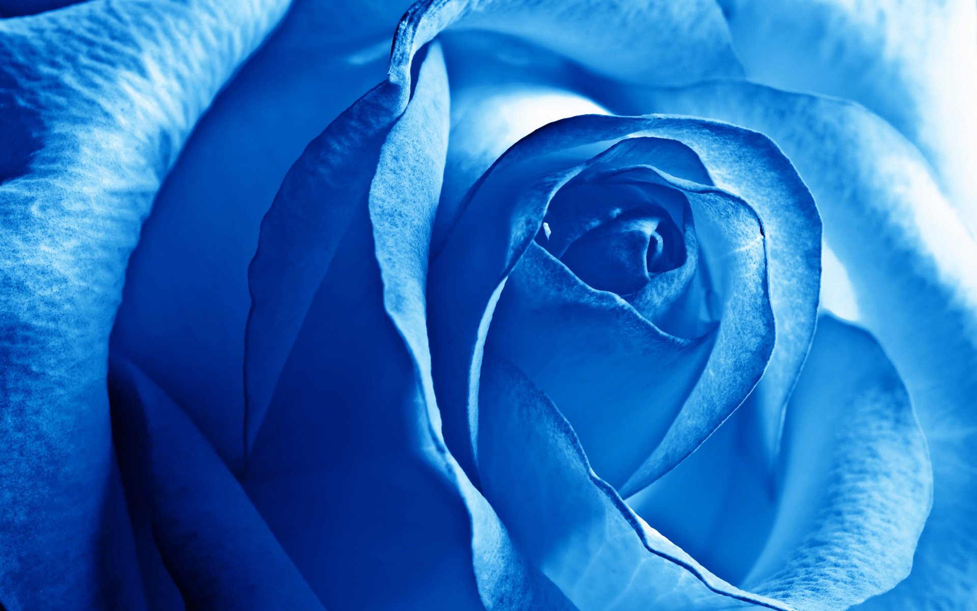 rose blau blume schöne hintergrundbilder natur rose blau blumen blütenblätter schönheit