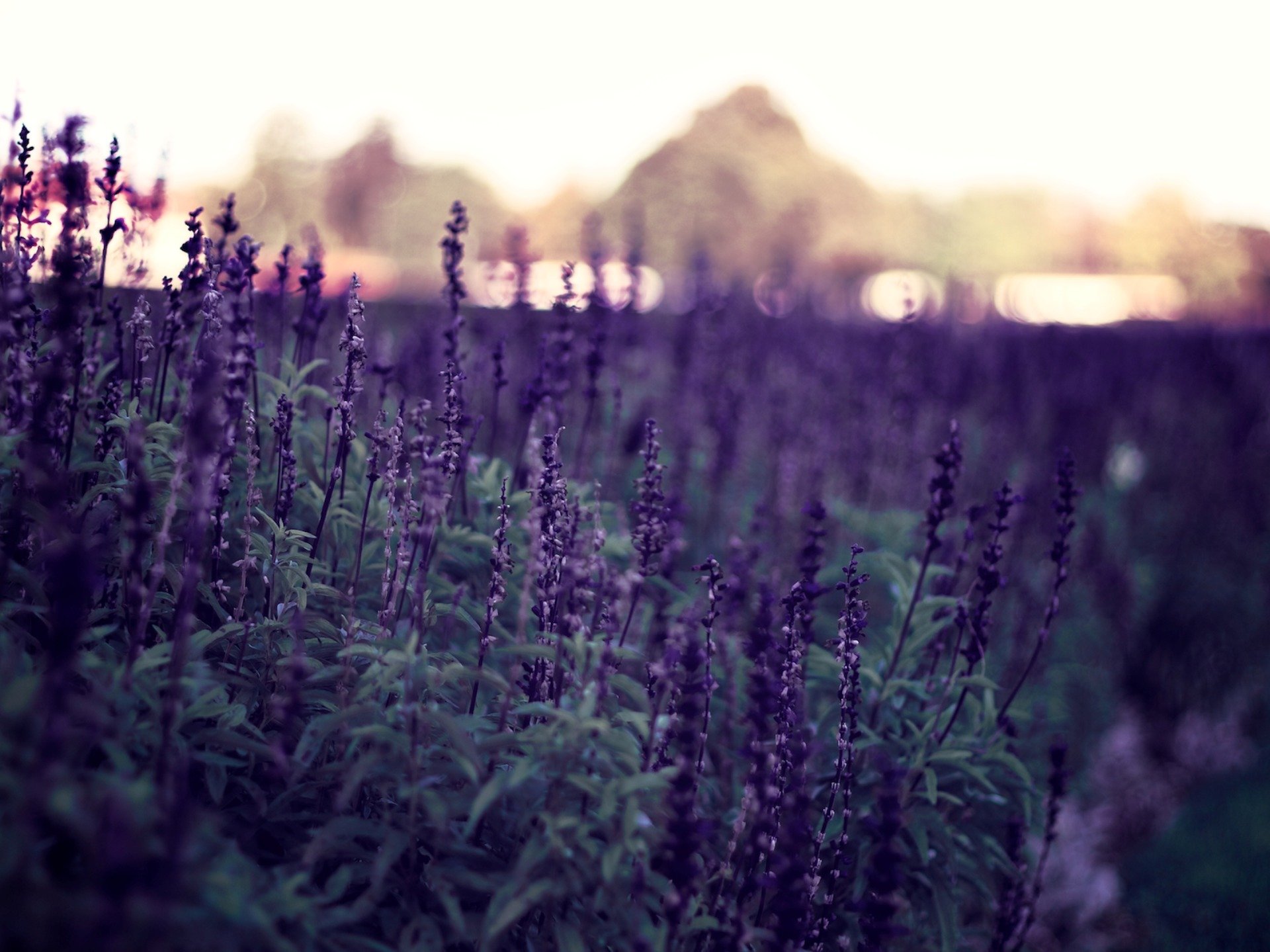 fioletowy kwiaty rośliny wieczór natura tło bokeh tapety zdjęcia