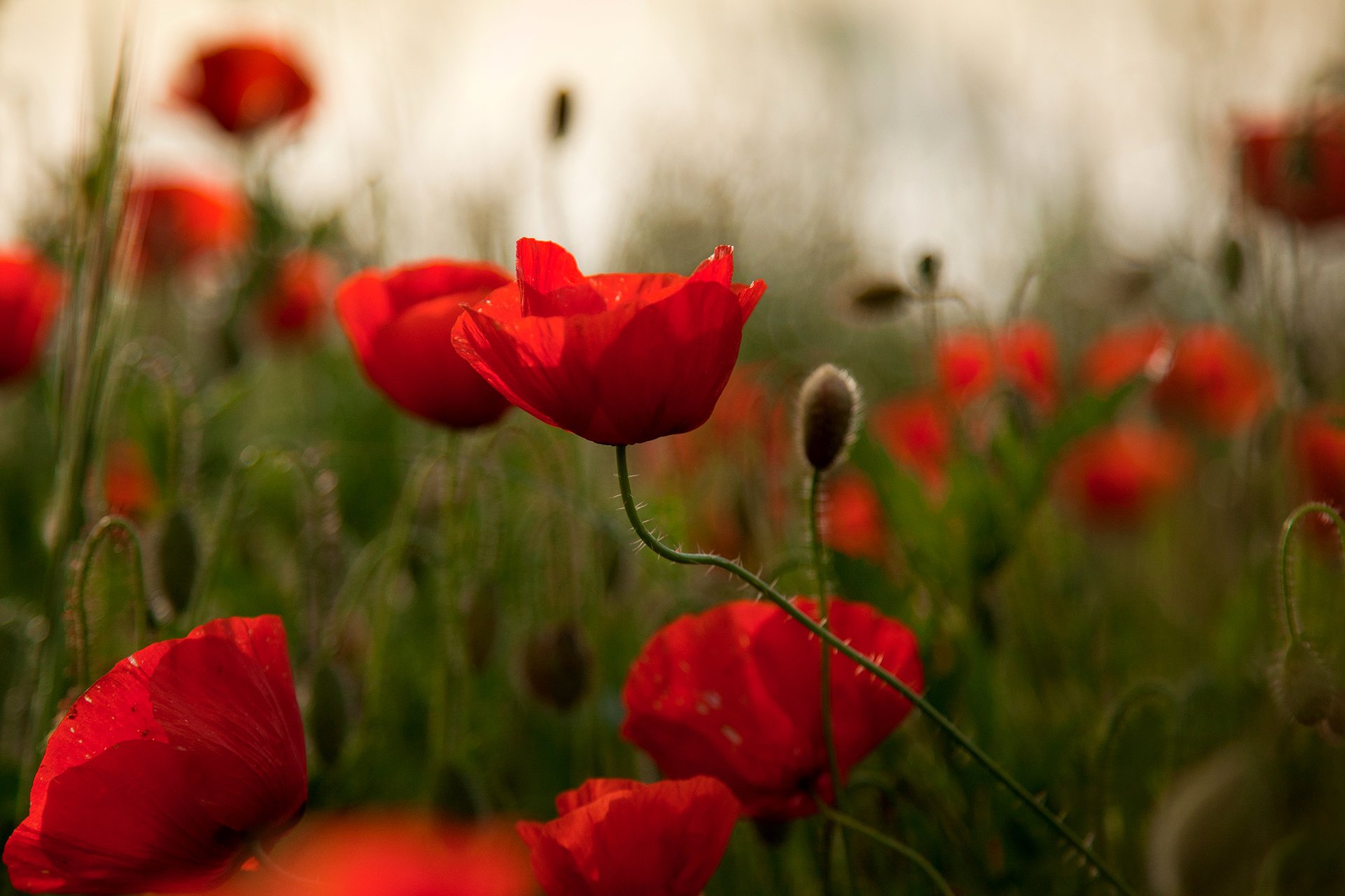 poppies red the field reflection