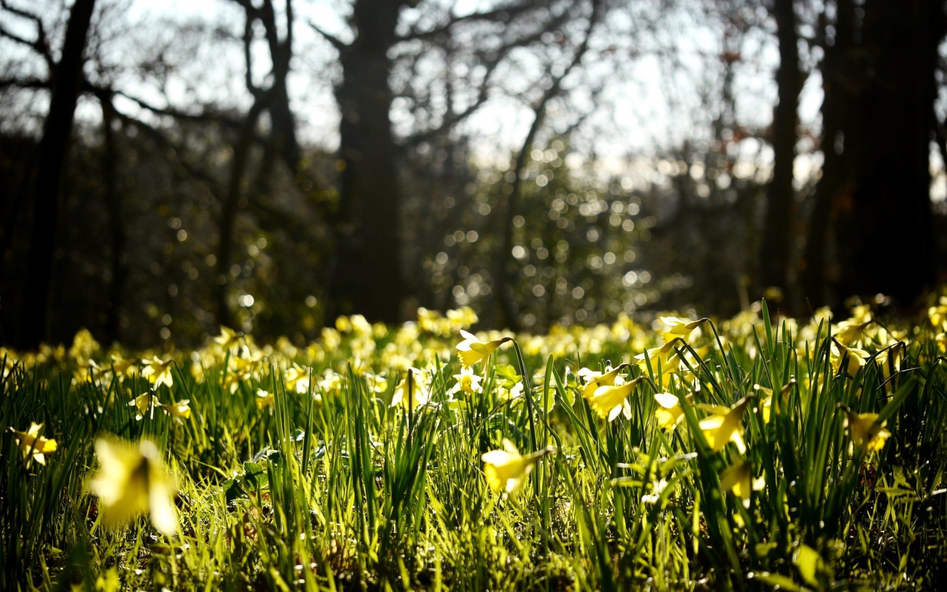 flores narcisos brotes amarillo claro primavera naturaleza