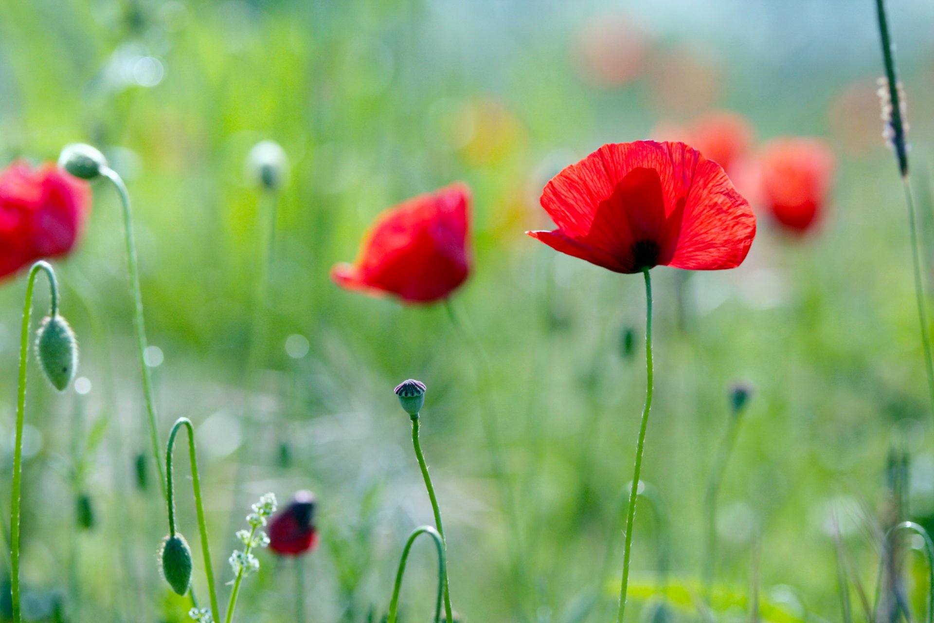 poppy grass plants the field flower green summer light