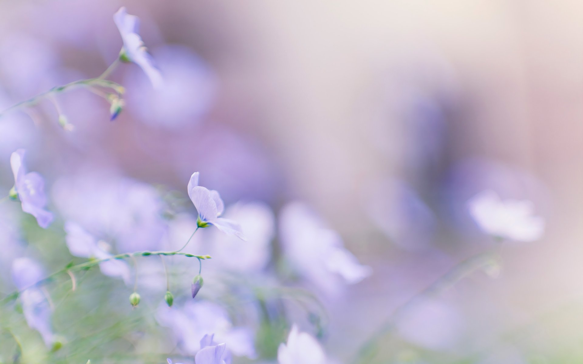 blau zärtlichkeit unschärfe frühling sommer makro blumen