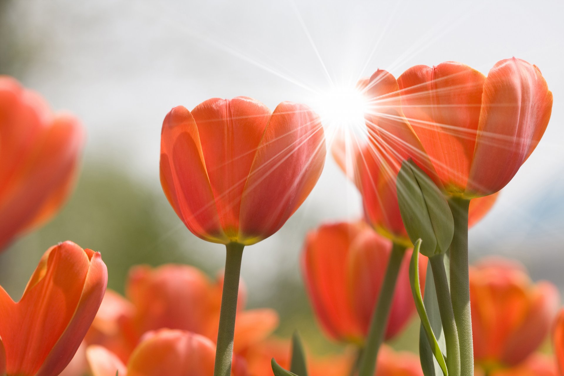 tulips flower buds highlight nature flower