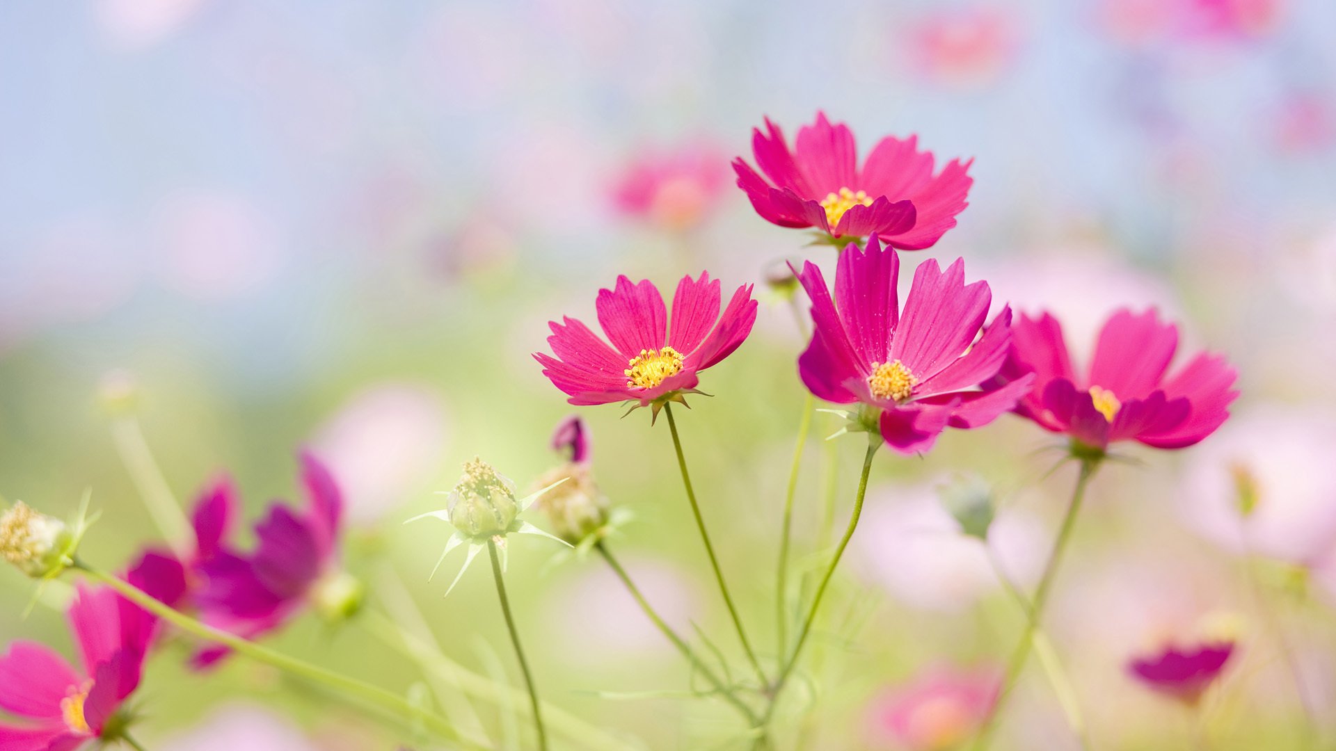 clairière pré fleurs fleur pétales