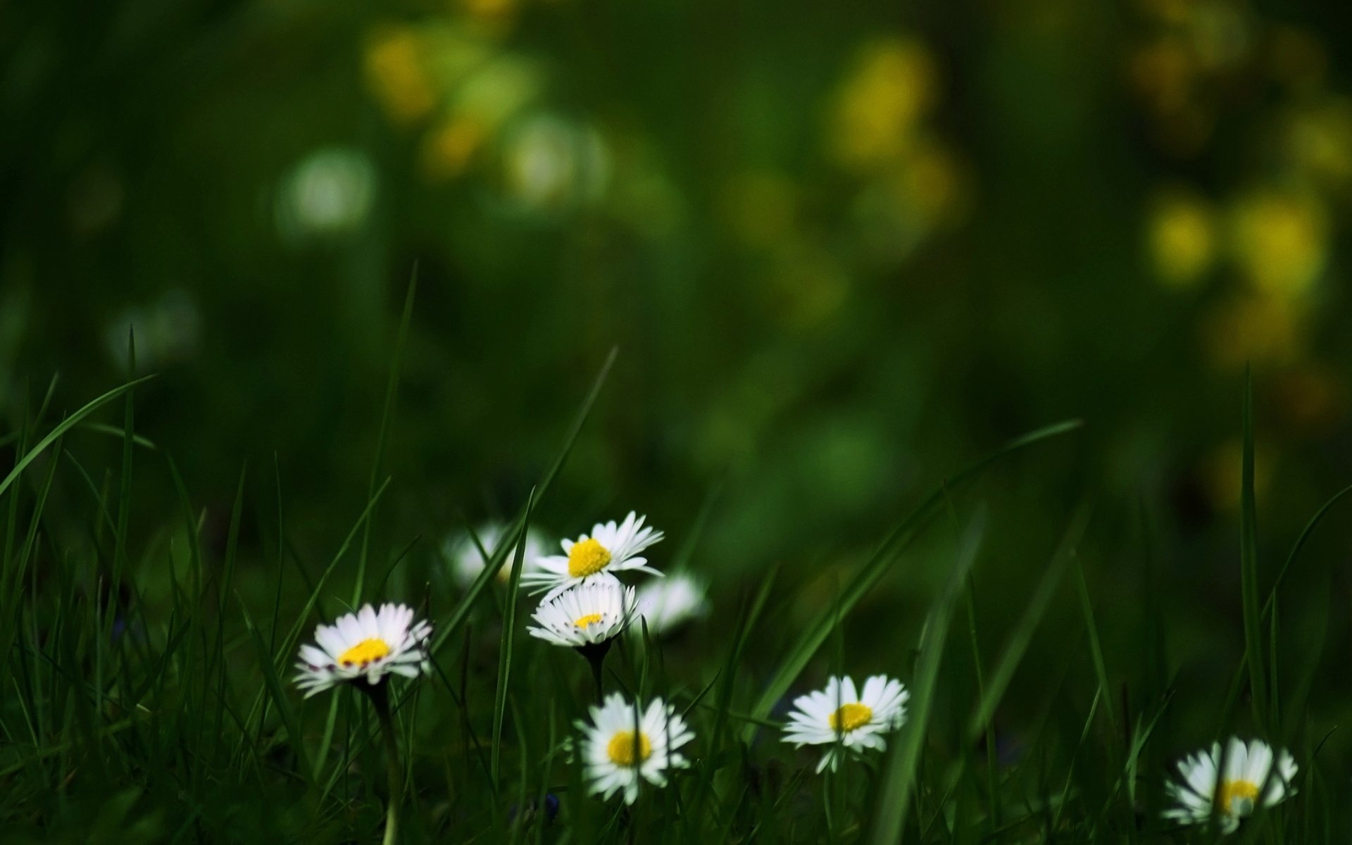 clairière herbe fleurs marguerites été floraison nature papier peint