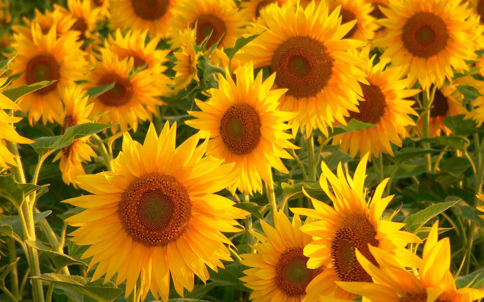 flower sunflowers many green