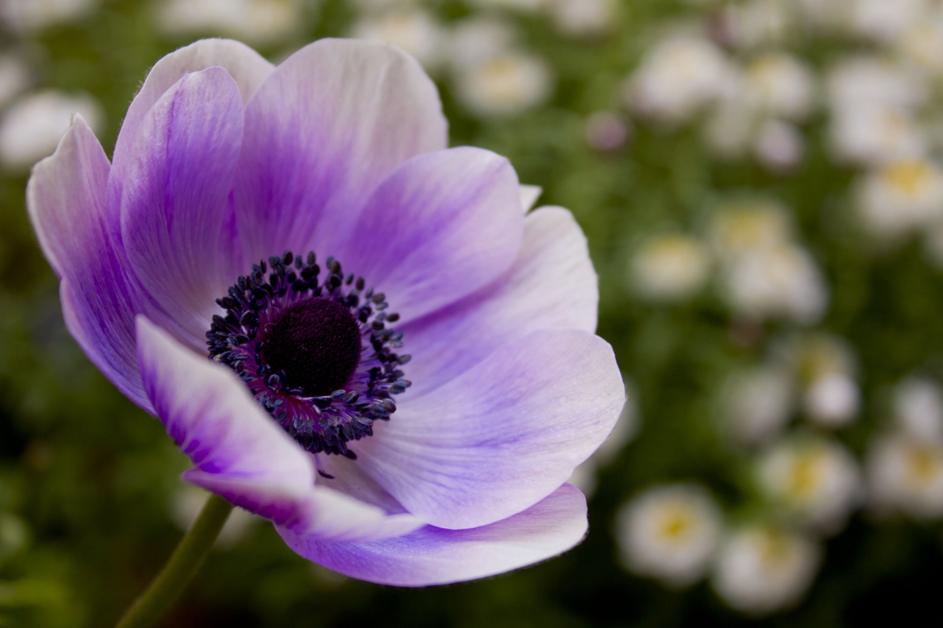 papavero lilla viola fiore petali natura fiori sfocatura macro