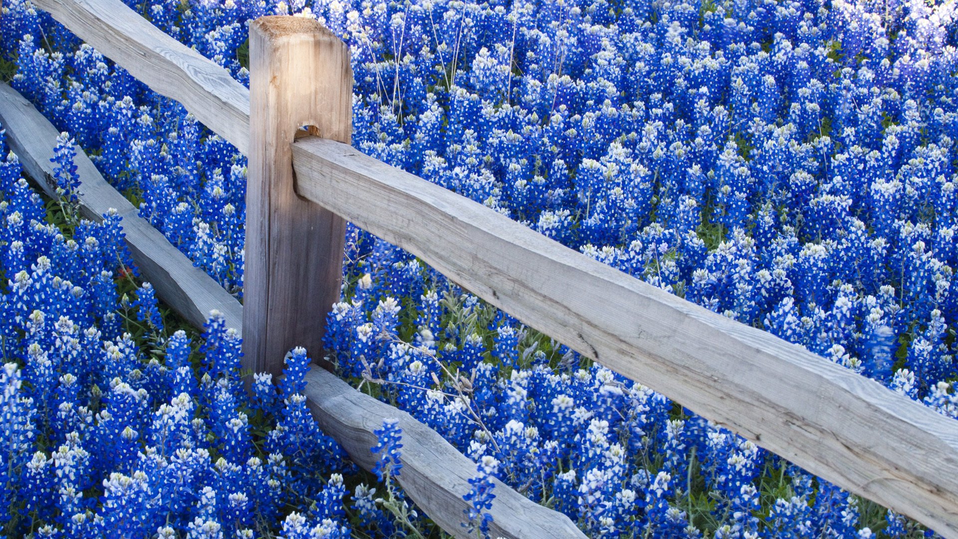 blumen zaun natur