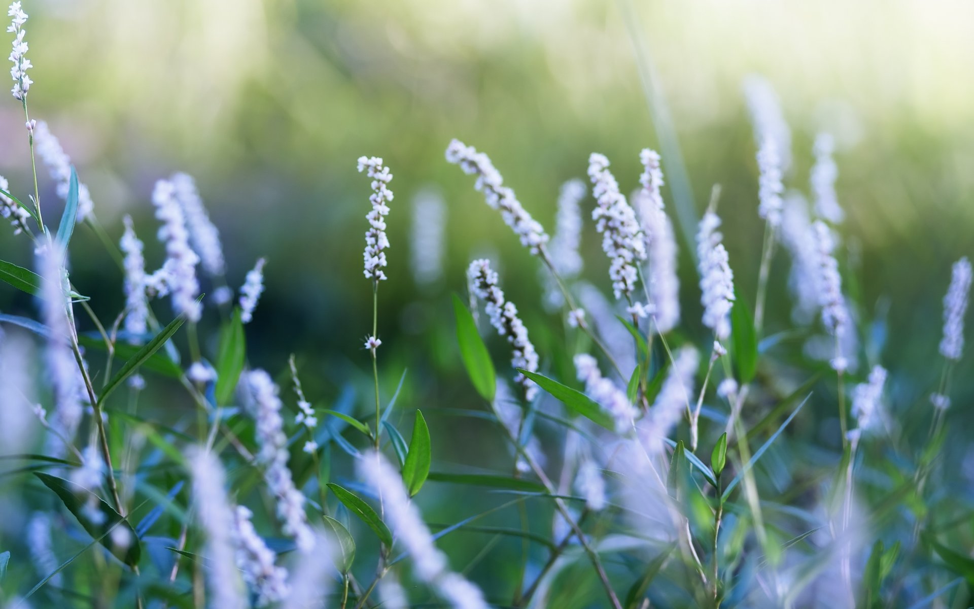 ummer nature field plants flower bloom stems leaves background wallpaper