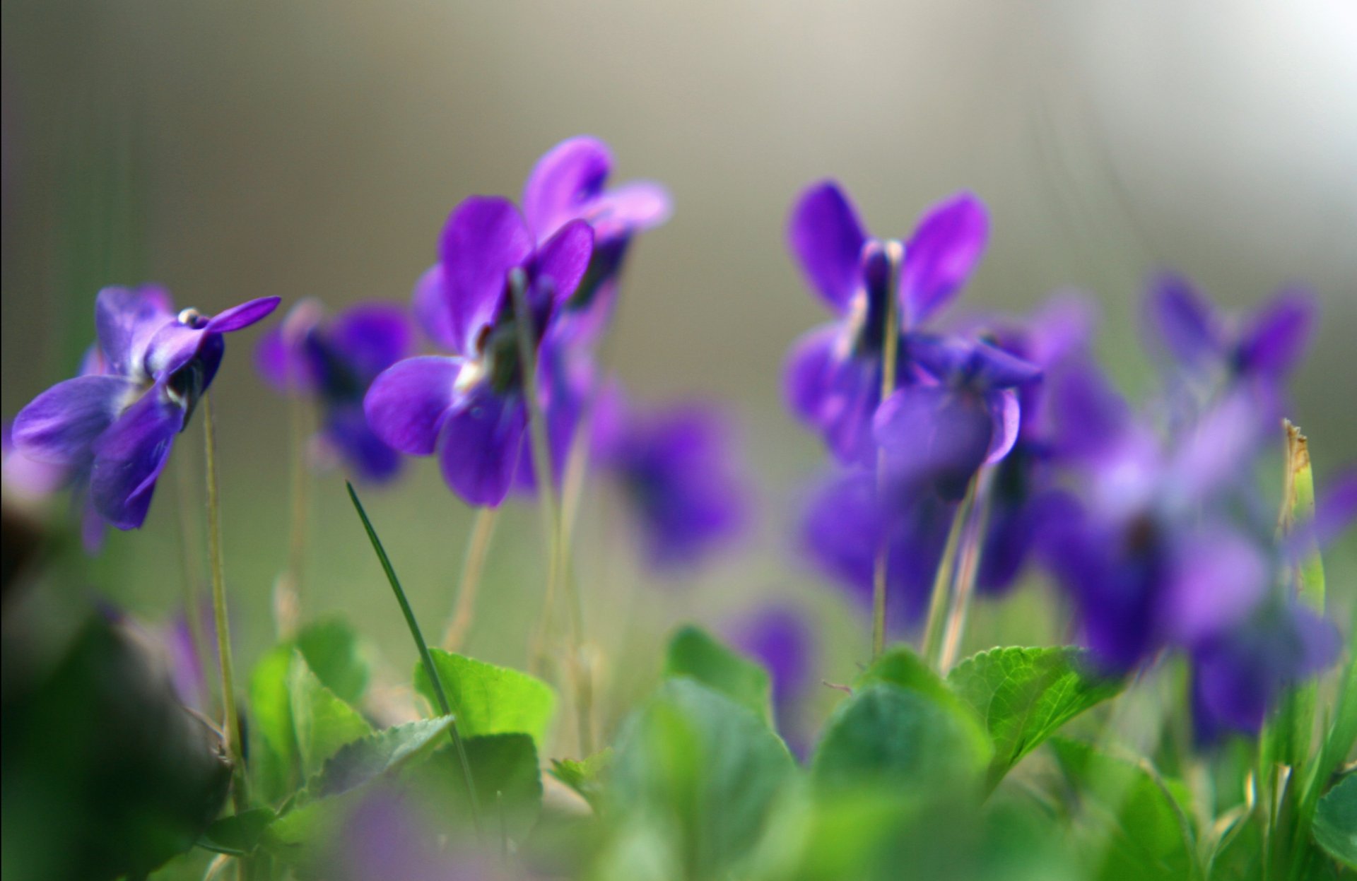 veilchen blumen lila pflanzen makro frühling