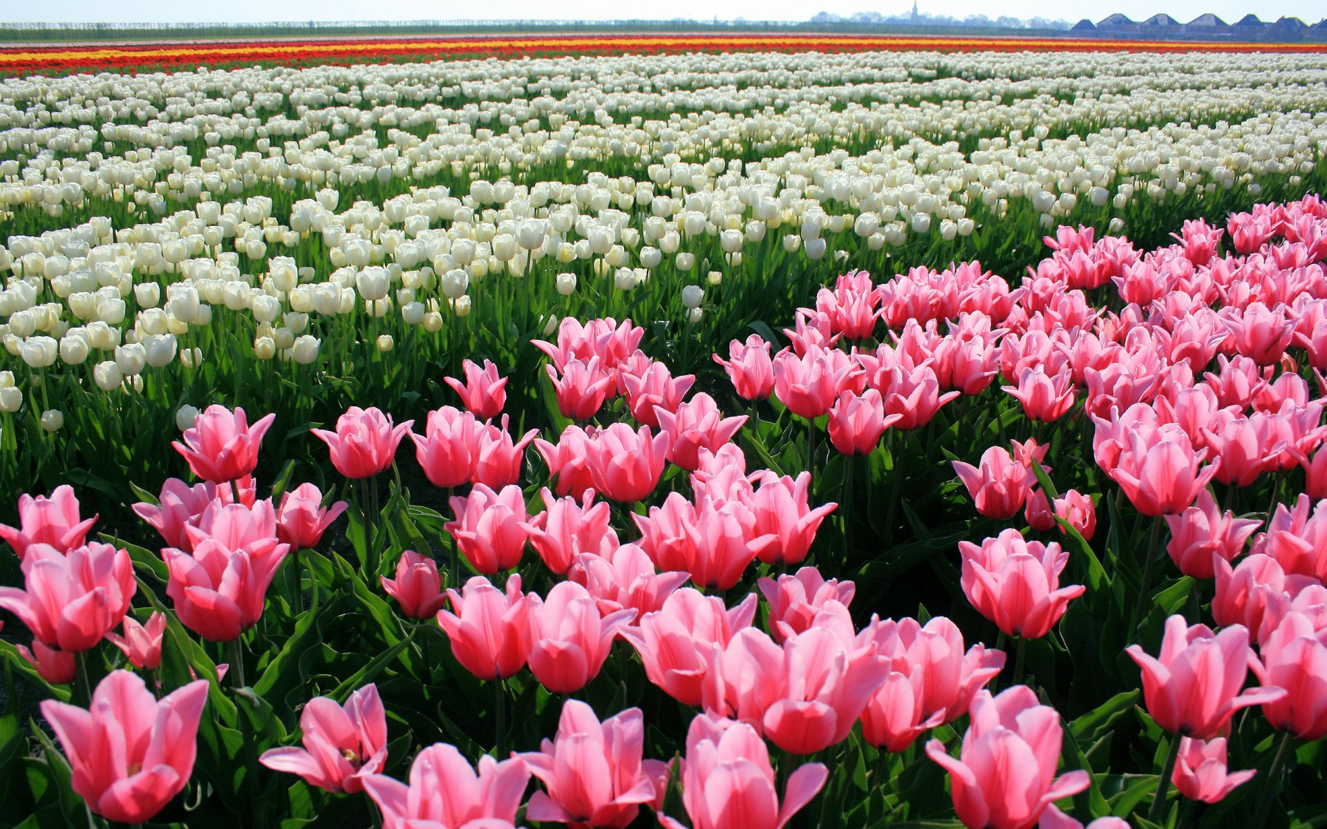 tulips flower buds plantation nature