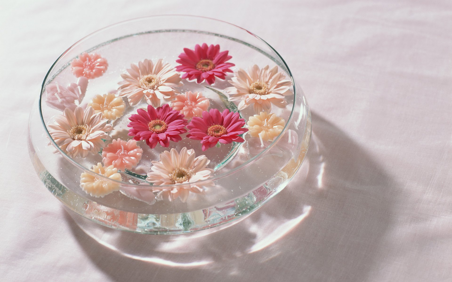 blumen vase rosa rot weiß wasser gerbera