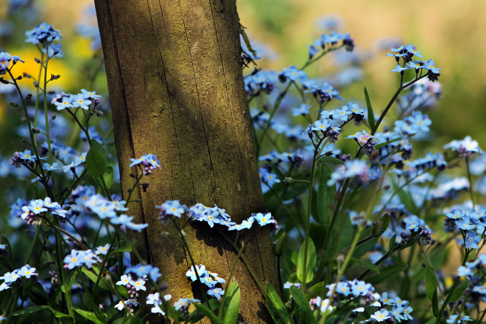 myosotis fleurs plantes herbe arbre été nature