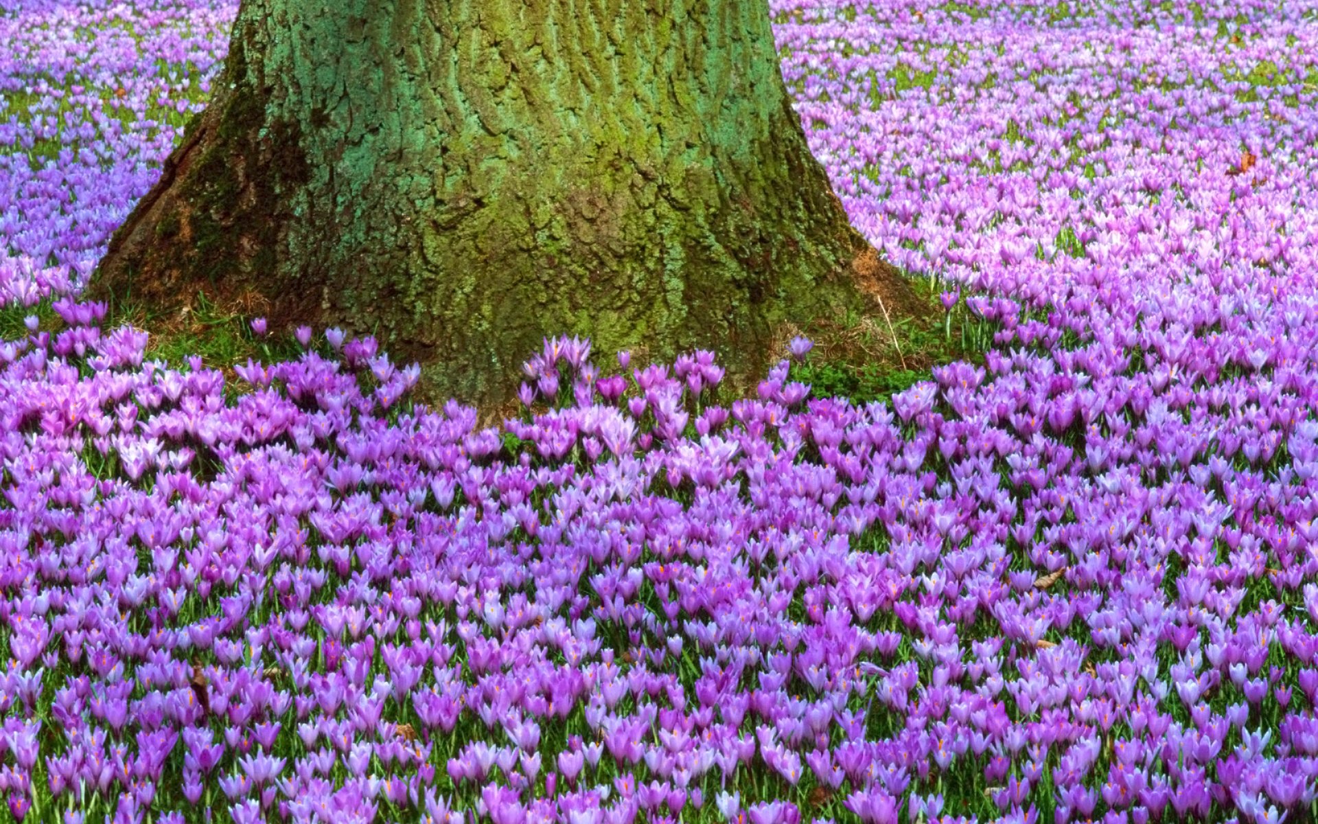 crocus purple primrose tree trunk field spring flower nature