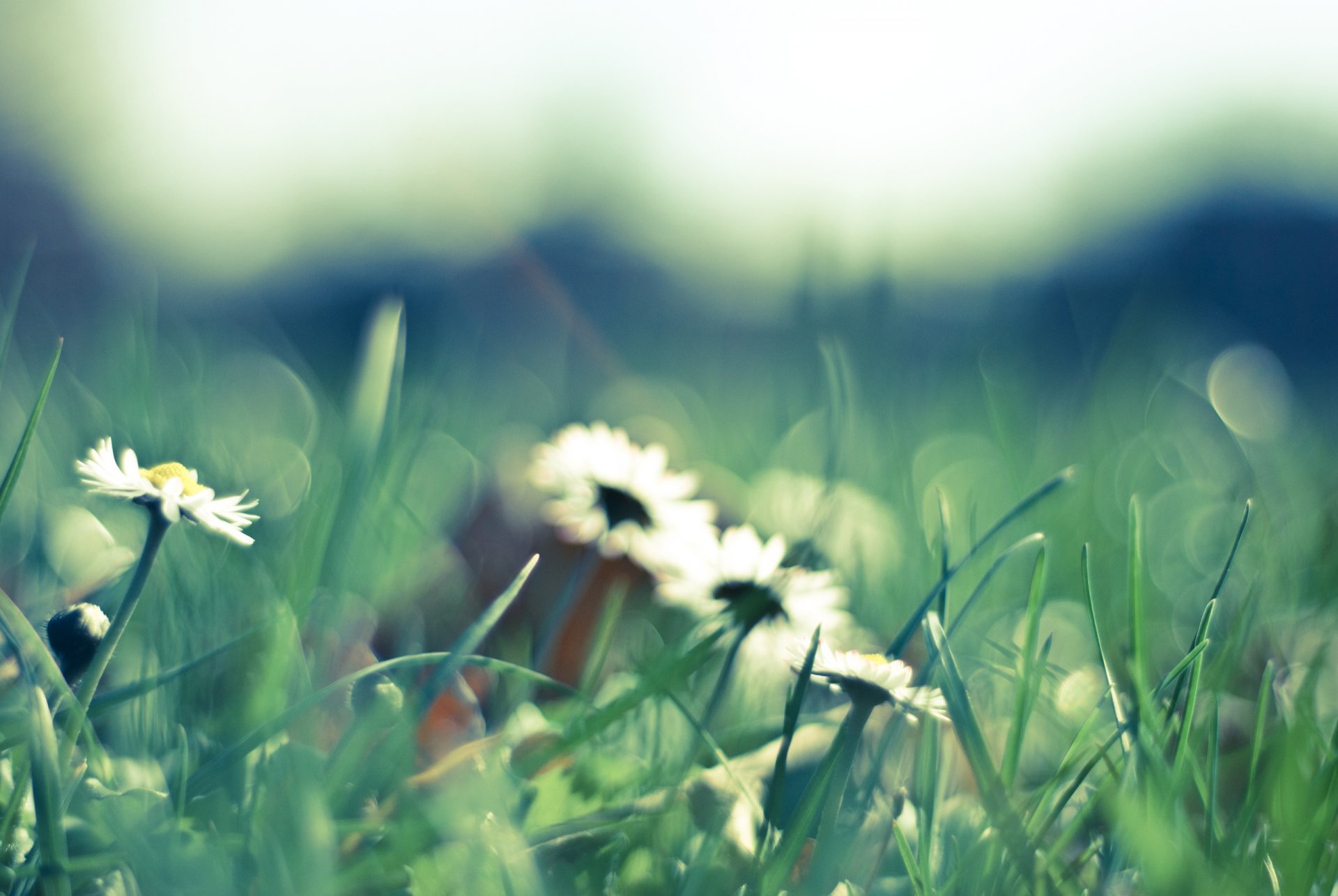 daisies flowers white petals nature glade grass green green blurriness spring macro