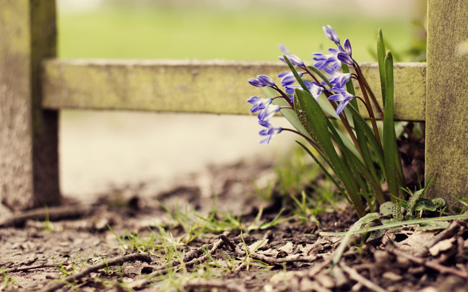 flowers macro fences leaves foliage leaf tree board boards wood flowers desktop wallpaper fence wallpaper