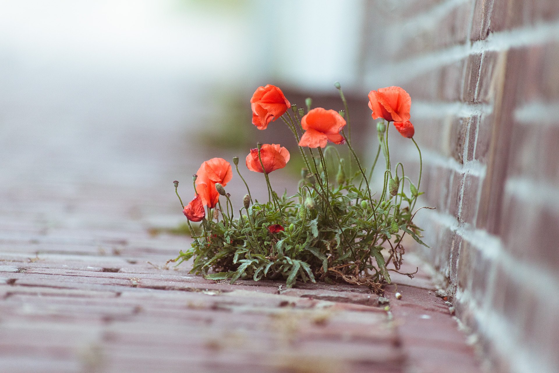 gros plan photo fleurs plante coquelicots