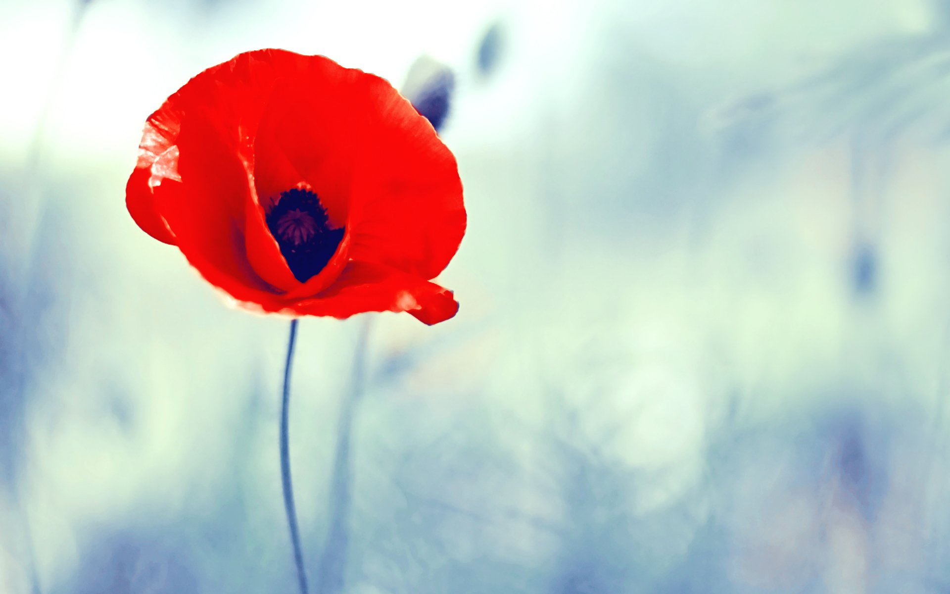 mohn blau rot