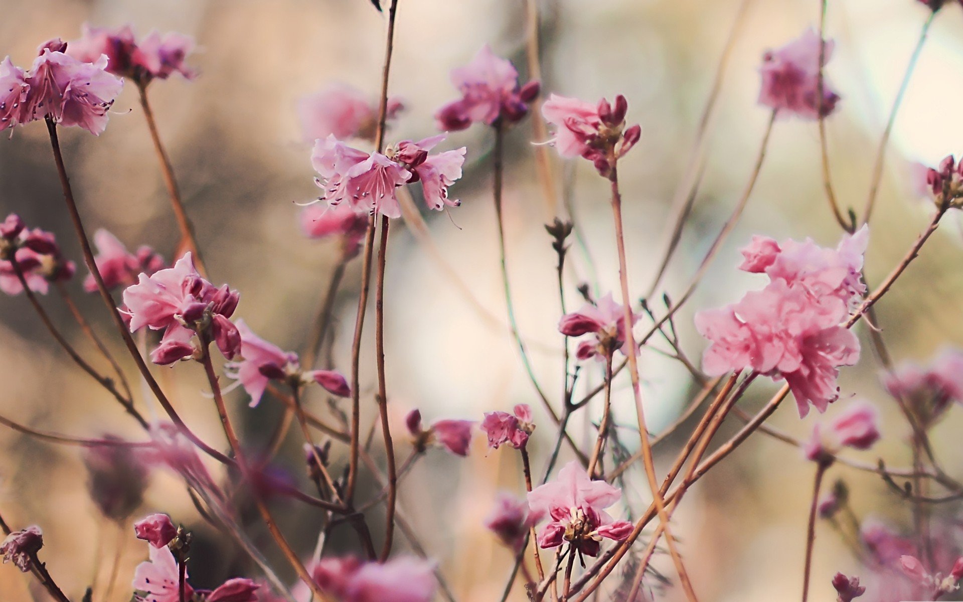 Розовый цветок без листьев. Багульник. Розовые цветы. Мелкие розовые цветочки. Нежные весенние цветы.