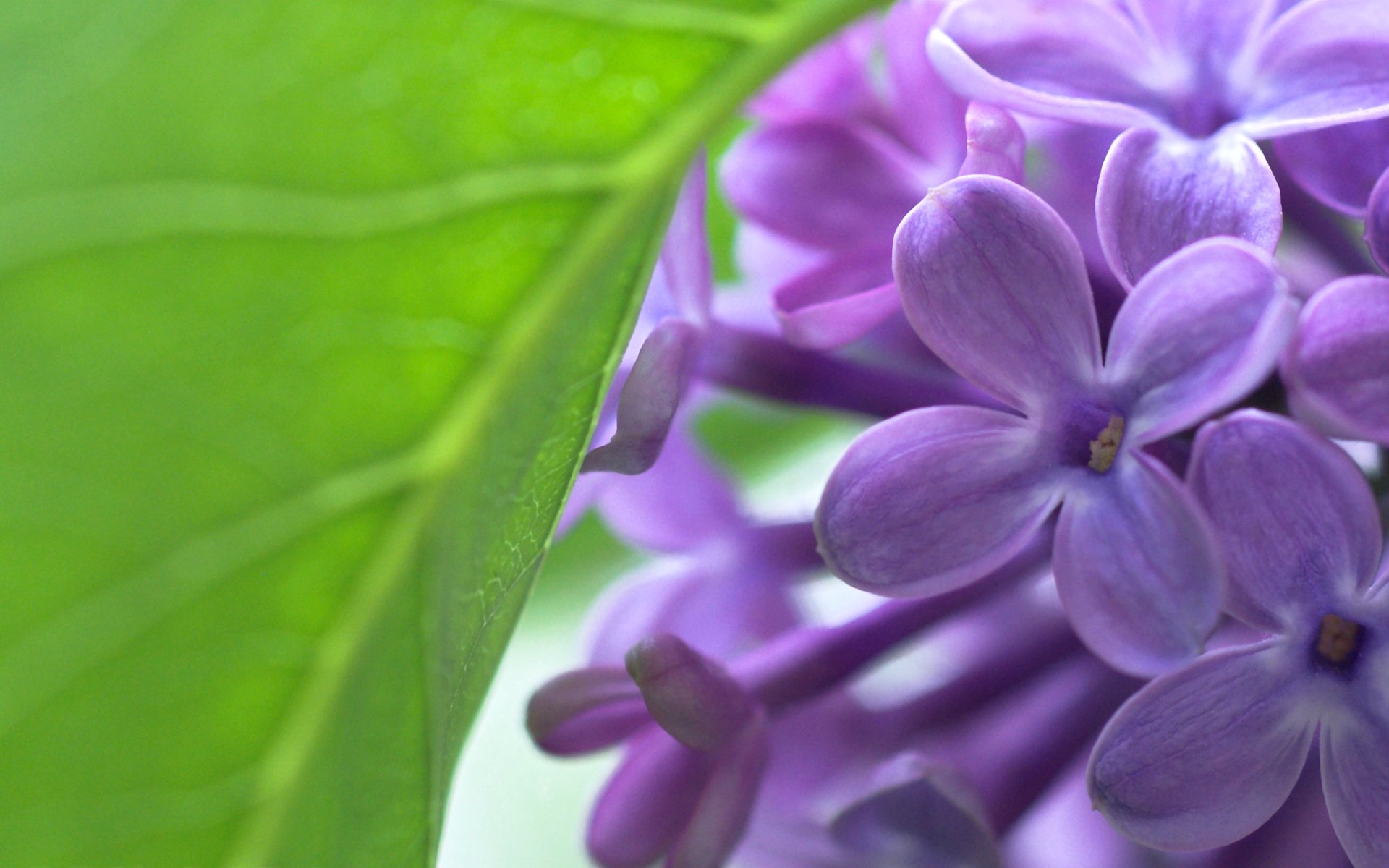 lila flores hoja primavera macro