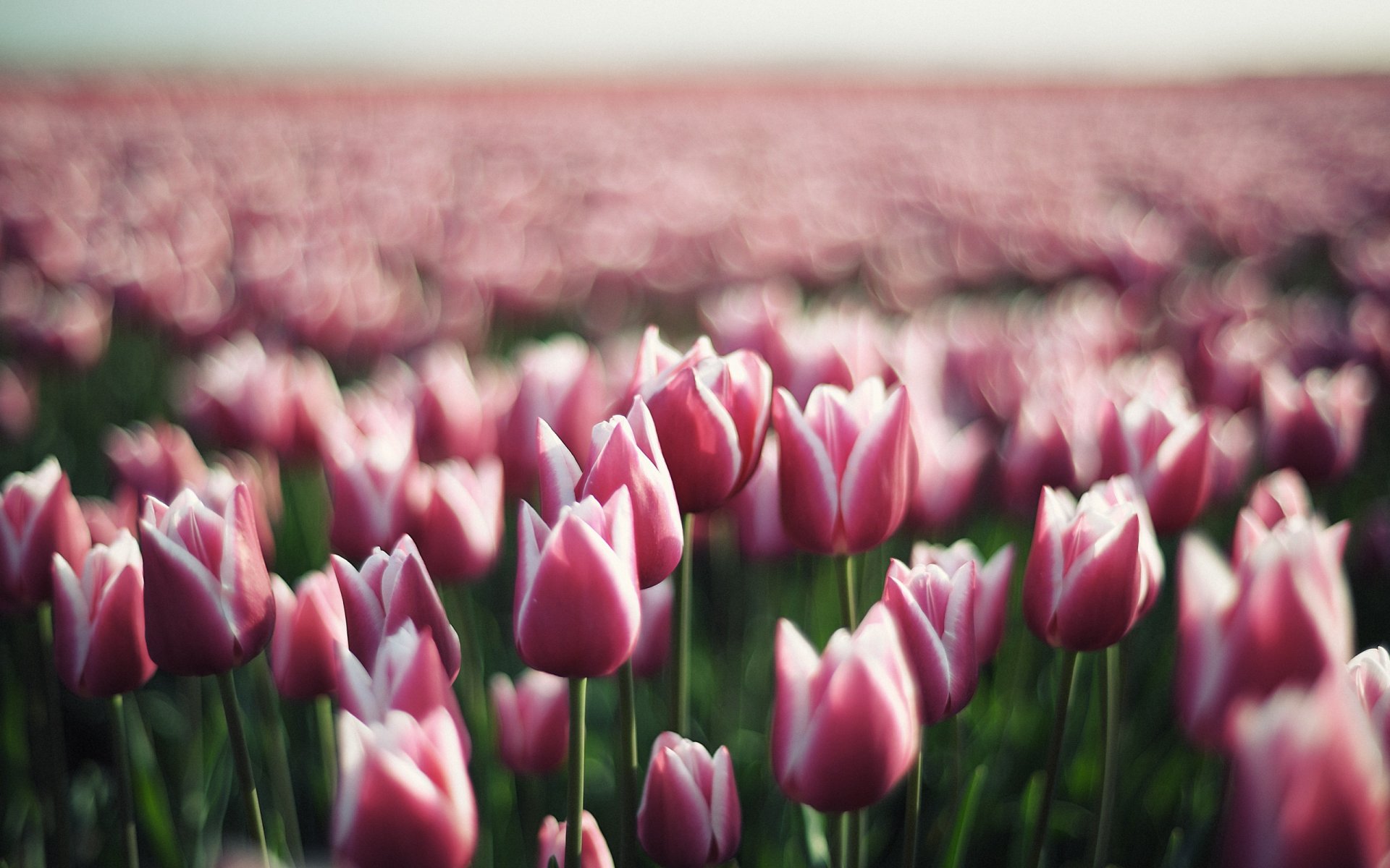 tulipani tulipano fiori fiore boccioli primavera