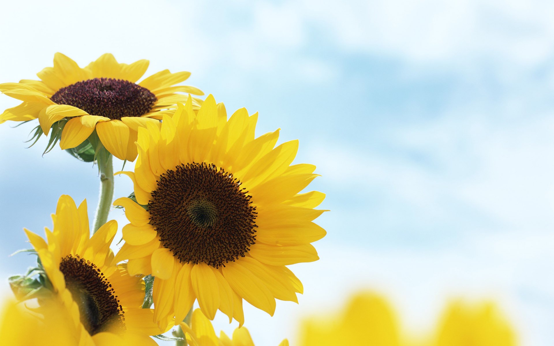 tournesols jaune été fleurs flou