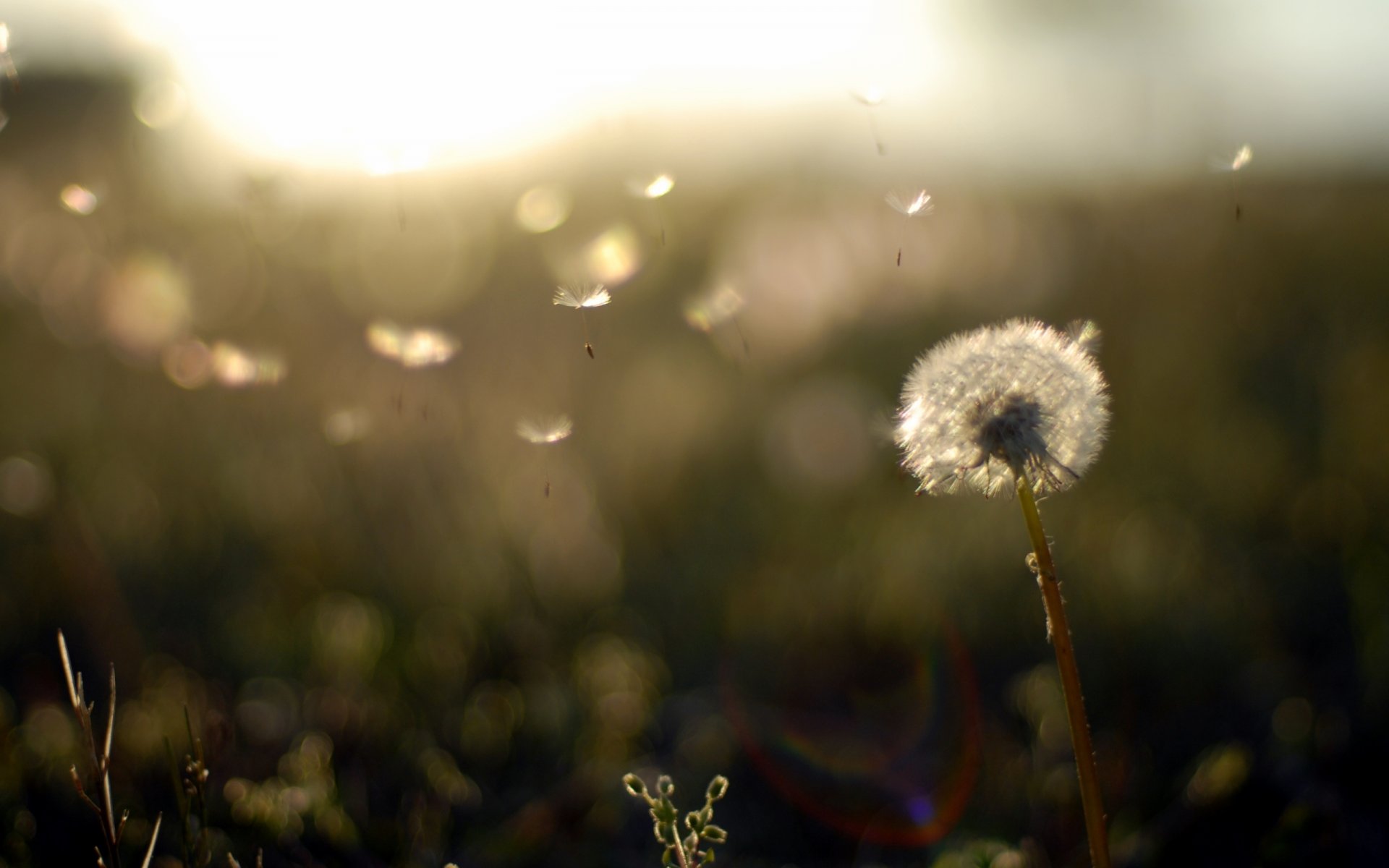 naturaleza campo plantas tarde puesta de sol diente de león pelusa ligereza fondo de pantalla fondo